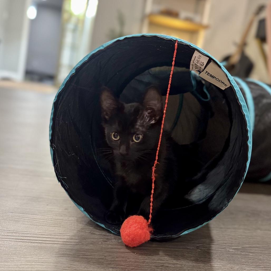 Enlarge Onyx, a Adoptable Domestic Short Hair in Fairfax, VA image 2/6
