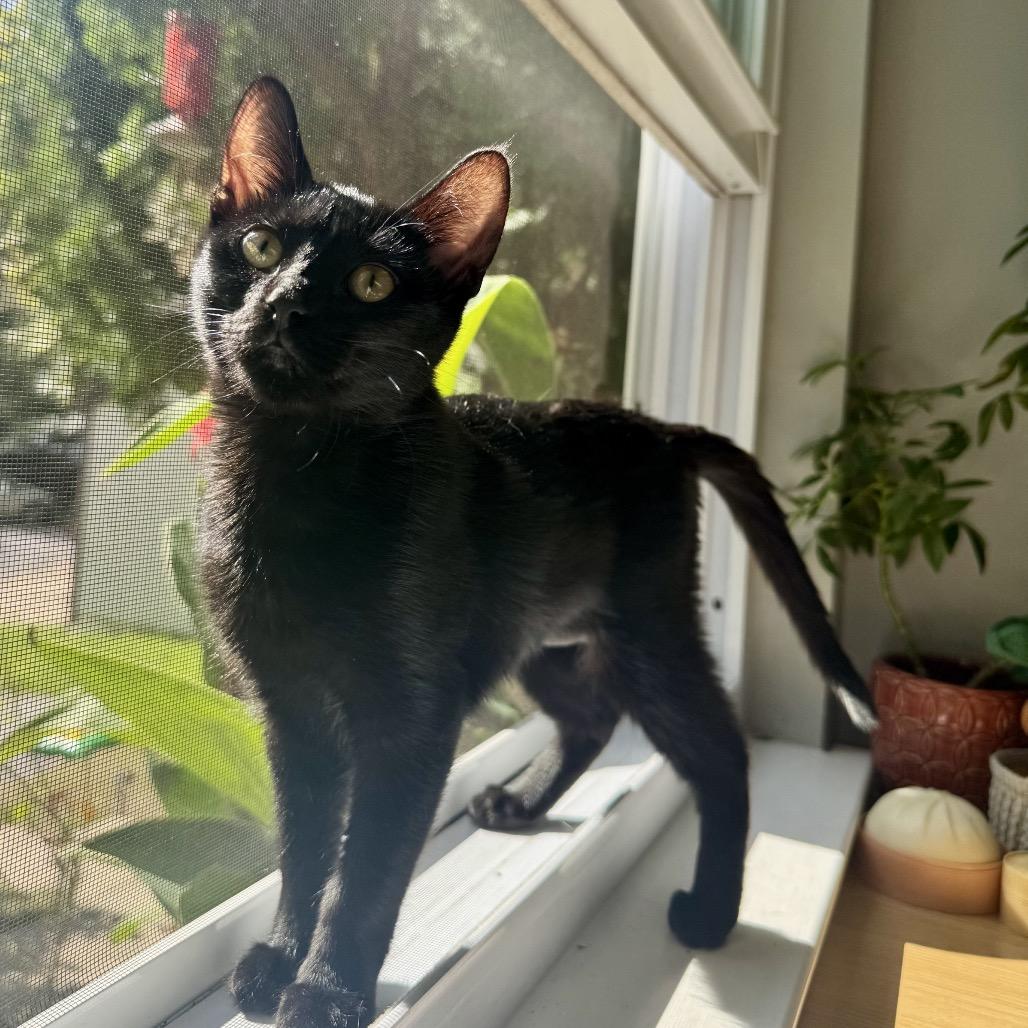 Enlarge Onyx, a Adoptable Domestic Short Hair in Fairfax, VA image 3/6