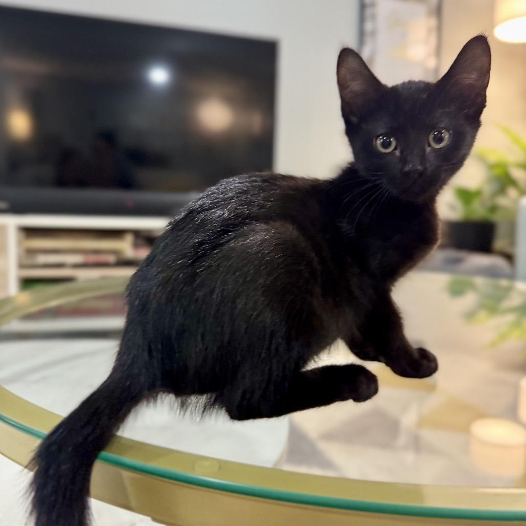 Enlarge Onyx, a Adoptable Domestic Short Hair in Fairfax, VA image 4/6