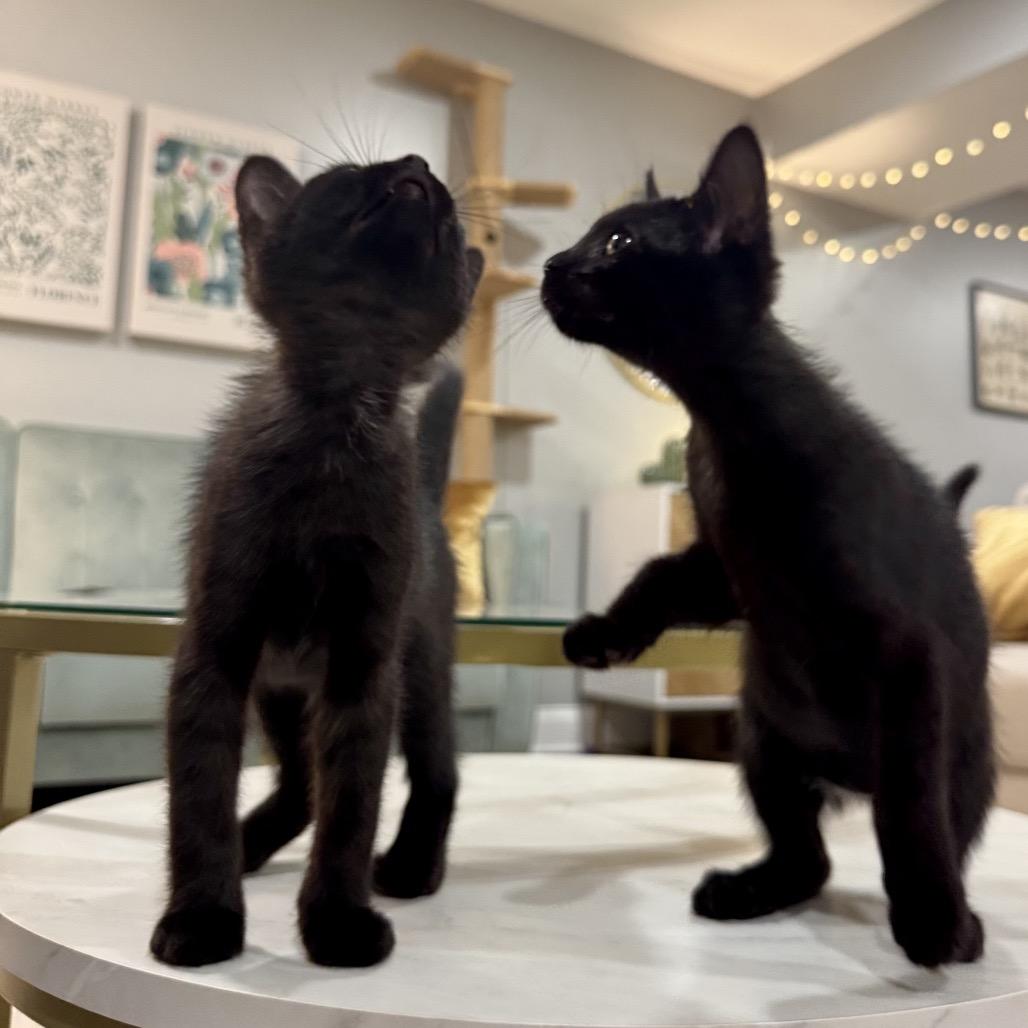 Enlarge Onyx, a Adoptable Domestic Short Hair in Fairfax, VA image 5/6