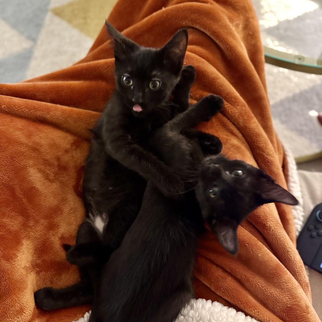 Enlarge Onyx, a Adoptable Domestic Short Hair in Fairfax, VA image 6/6