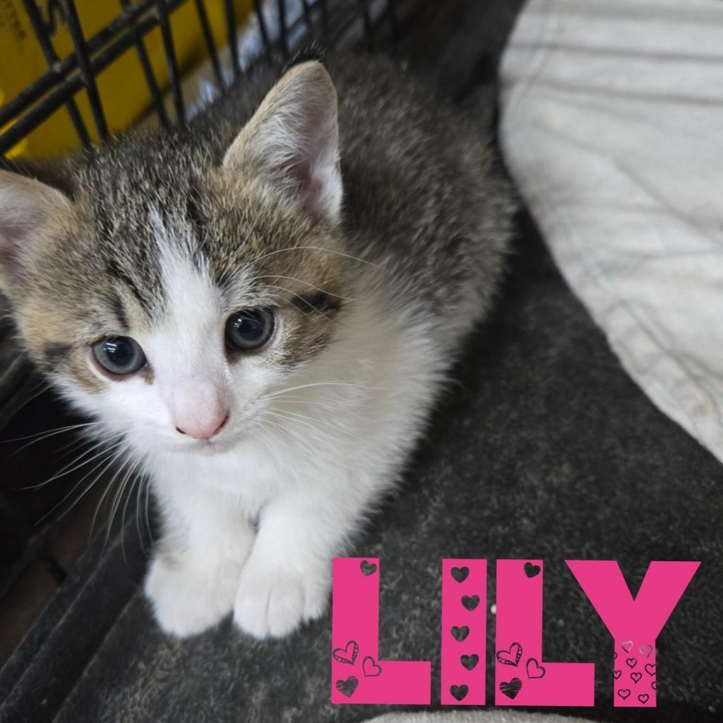 Lily, Adoptable, Adult Female Domestic Short Hair.