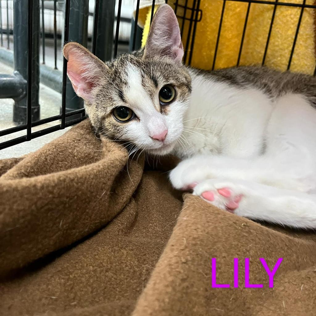 Lily, a Adoptable Domestic Short Hair in Union City, PA image 2/4