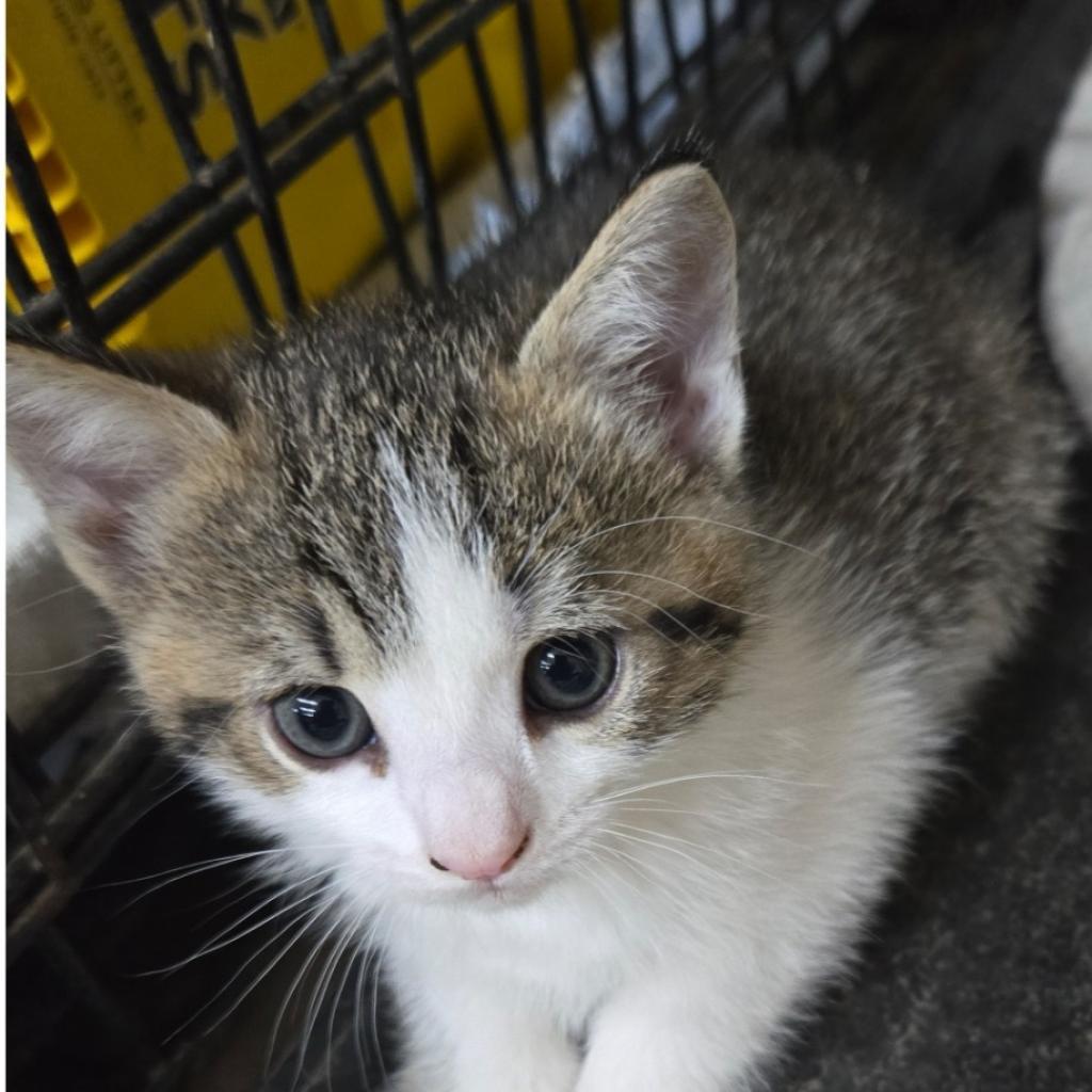 Lily, a Adoptable Domestic Short Hair in Union City, PA image 3/4