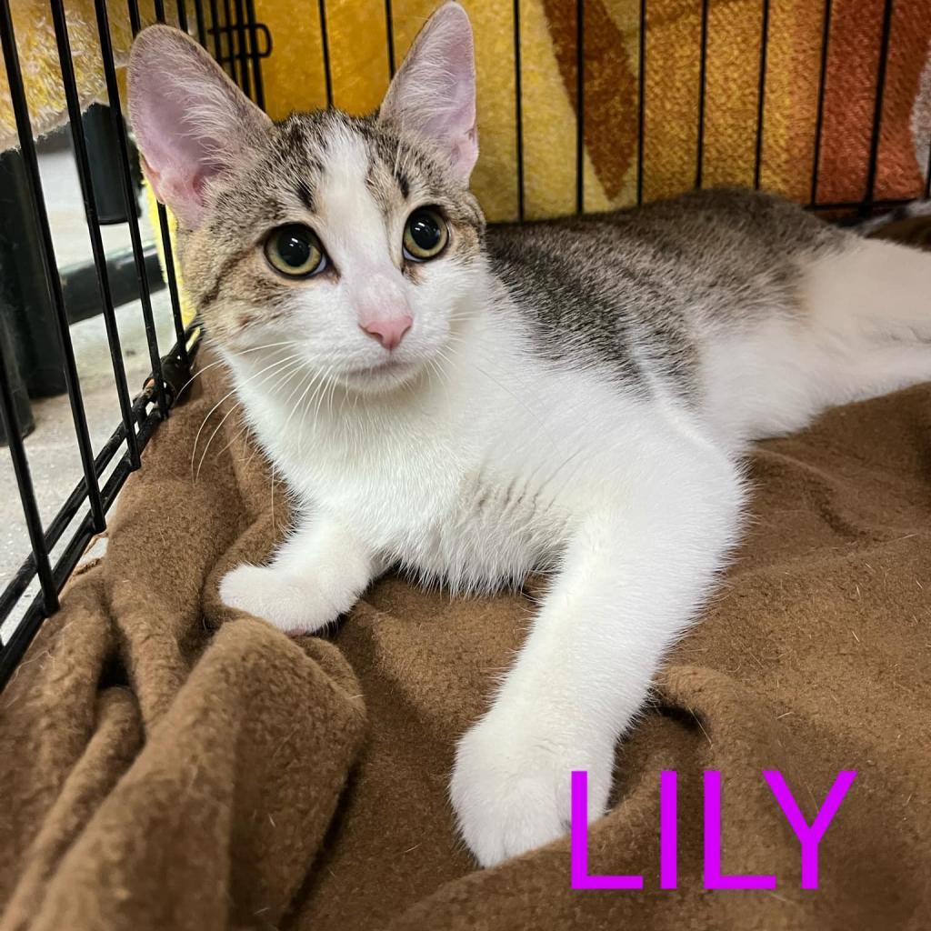 Lily, a Adoptable Domestic Short Hair in Union City, PA image 4/4