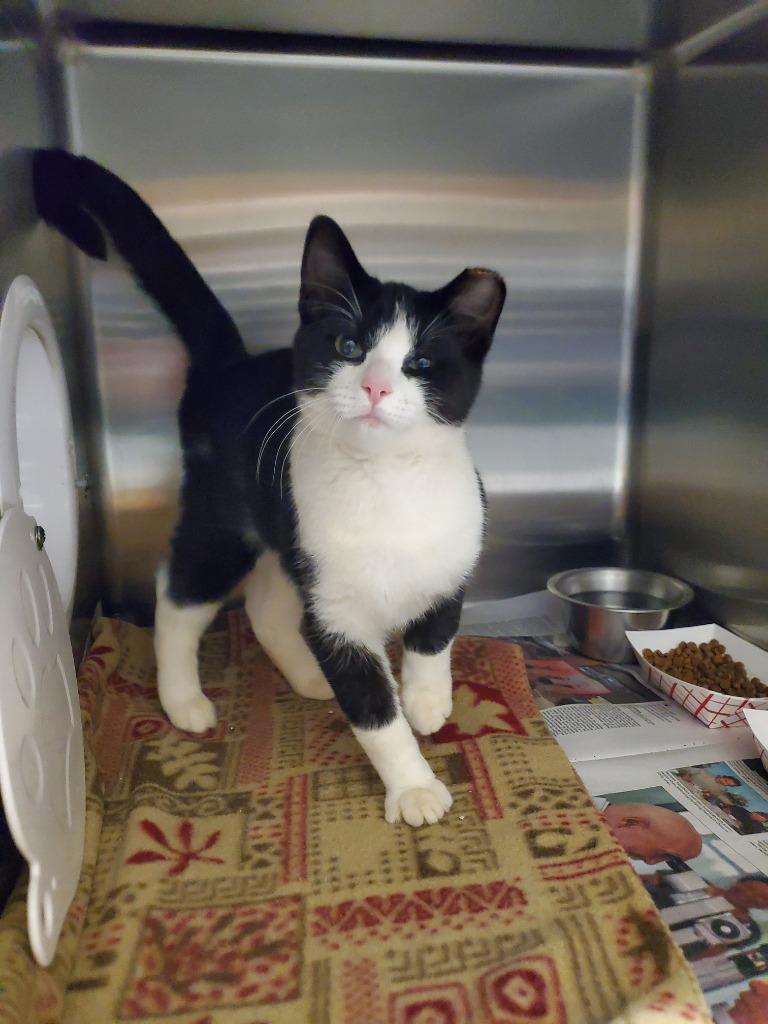 2025-10-139 *Ottoman*, Adopted, Young Male Domestic Short Hair.