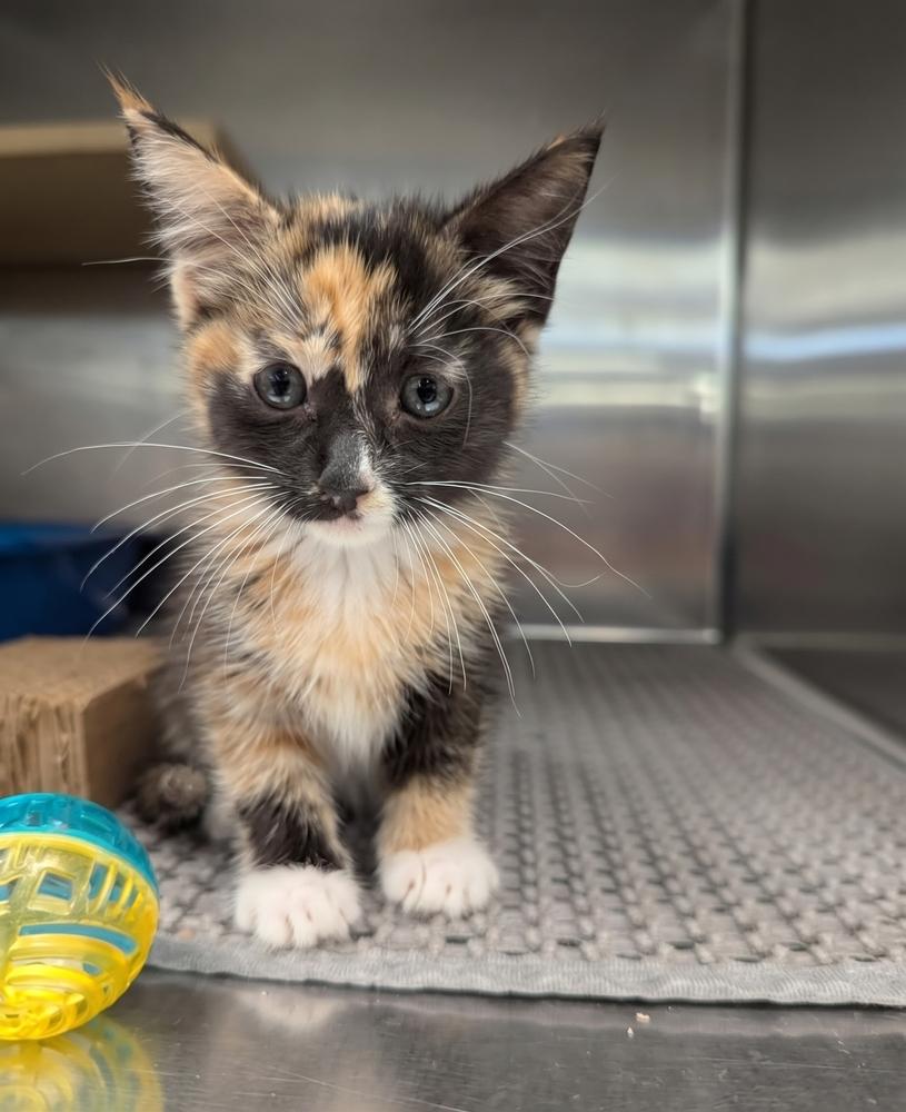 Enlarge Sprite, a Adopted Domestic Short Hair in Ruskin, FL image 1/2