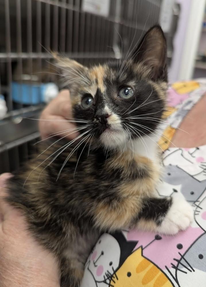 Enlarge Sprite, a Adopted Domestic Short Hair in Ruskin, FL image 2/2