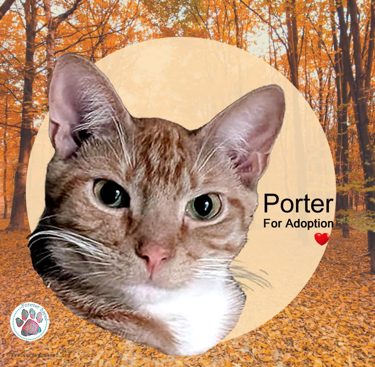 Enlarge Porter, a Adoptable Domestic Short Hair in Cumberland, RI image 1/6