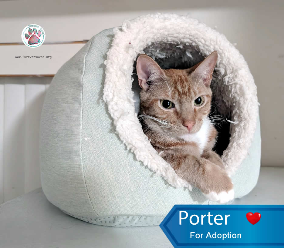 Enlarge Porter, a Adoptable Domestic Short Hair in Cumberland, RI image 4/6
