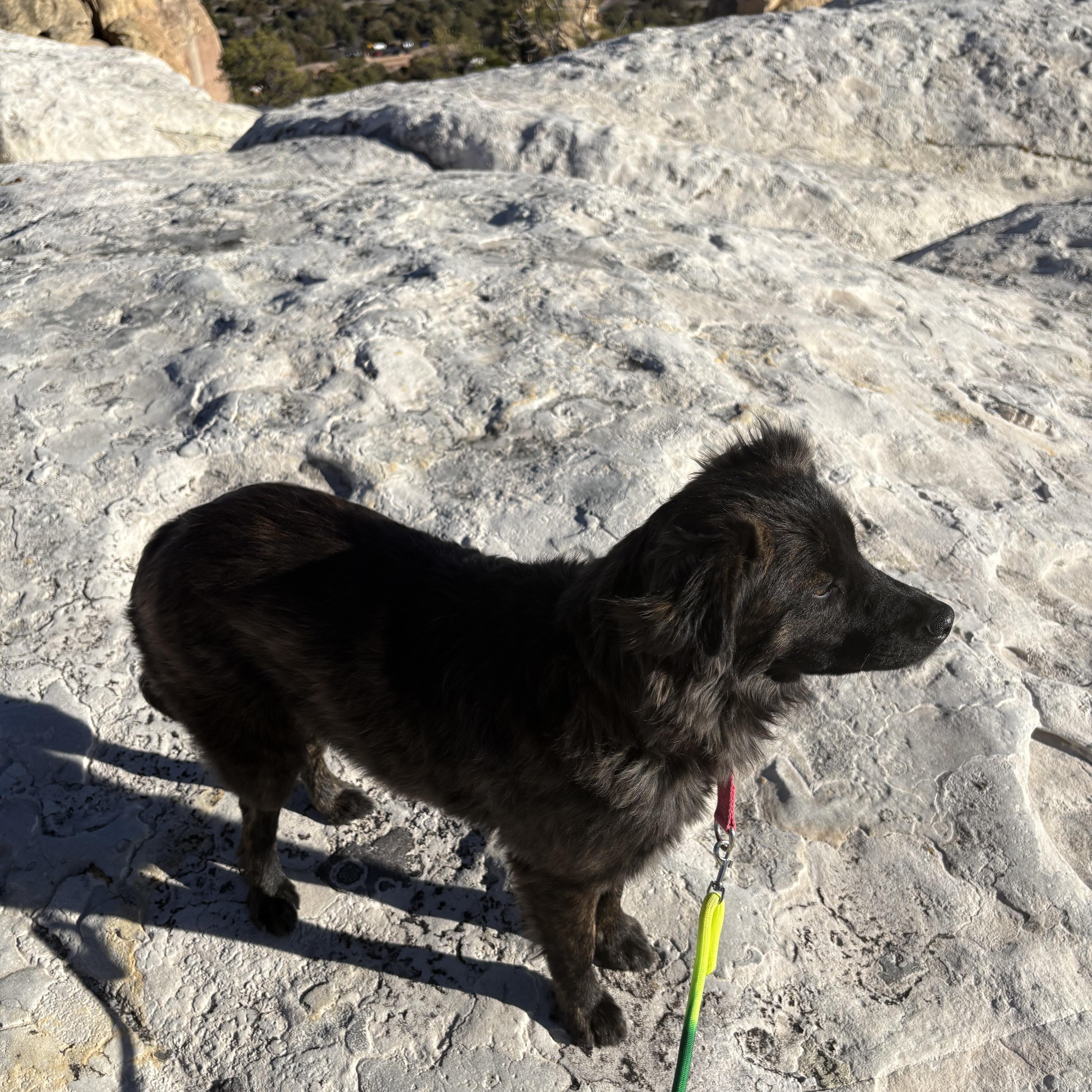 Enlarge Echo, an adopted mixed breed in Navajo, NM image 2/4