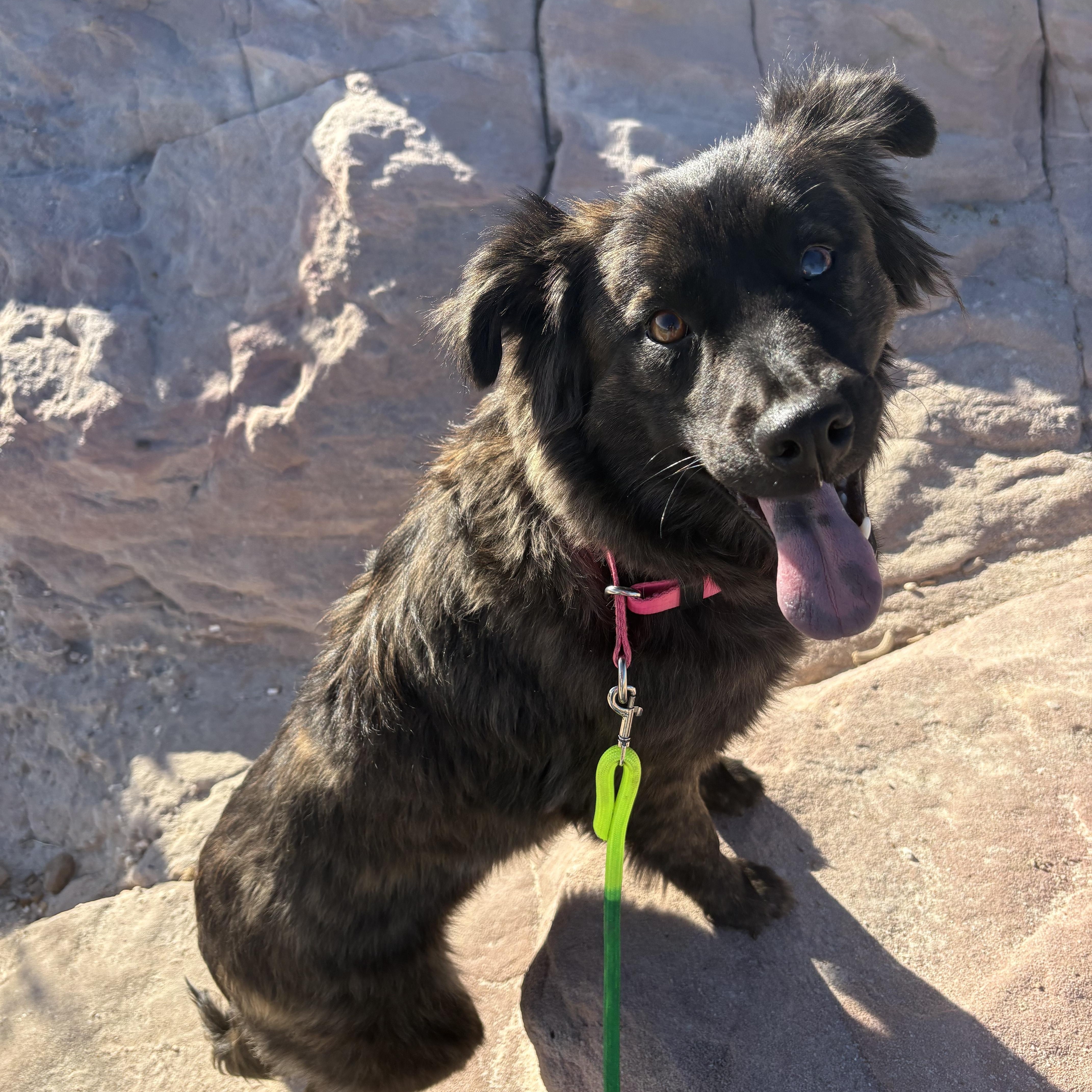 Enlarge Echo, an adopted mixed breed in Navajo, NM image 1/4