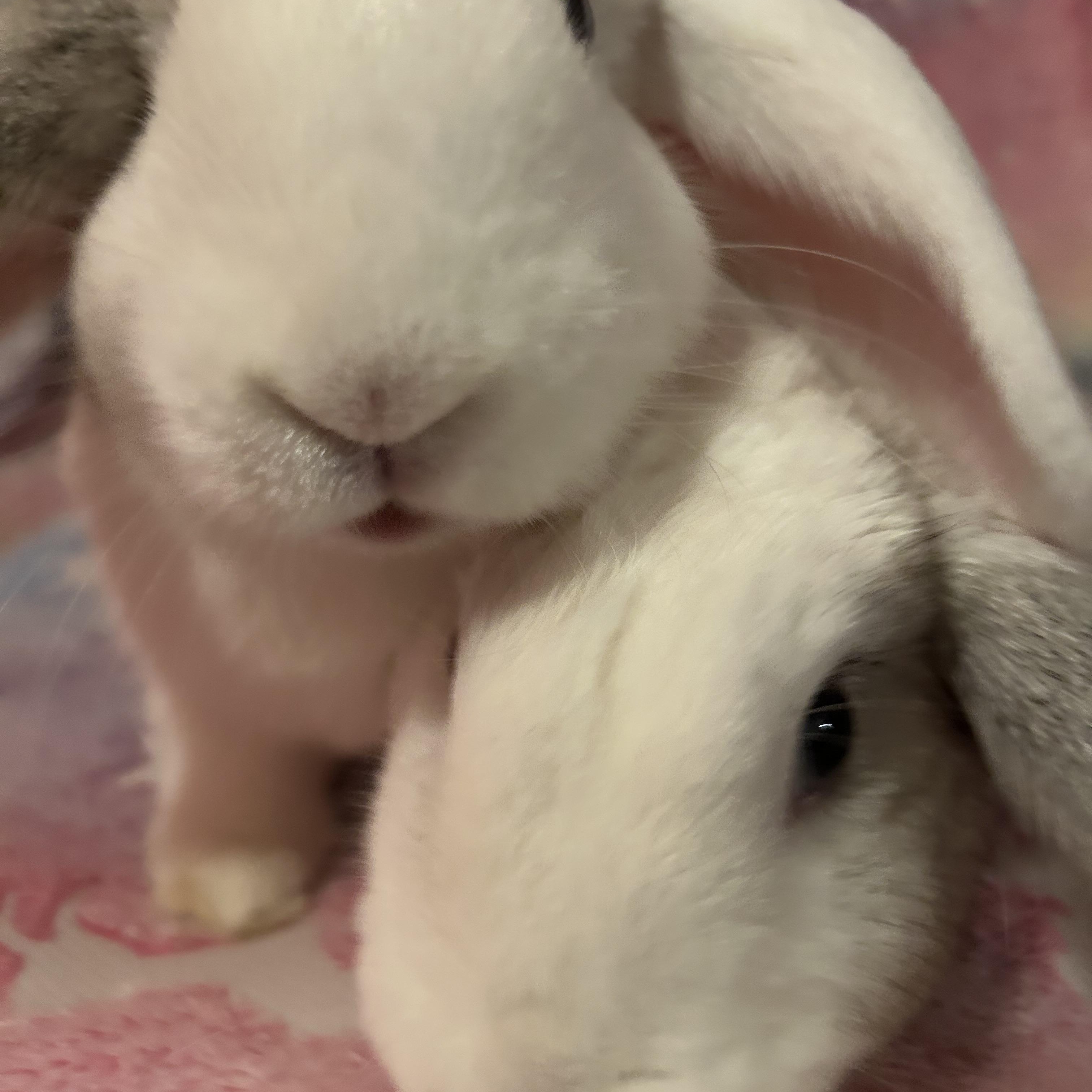 Enlarge Lefty & Righty , an adopted mixed breed in Midlothian, VA image 3/5