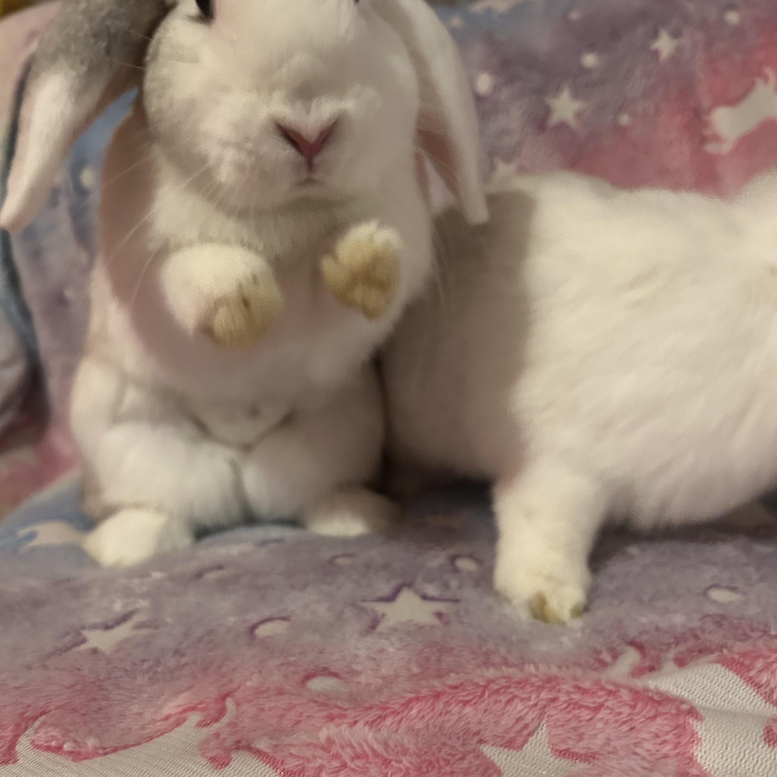 Enlarge Lefty & Righty , an adopted mixed breed in Midlothian, VA image 5/5