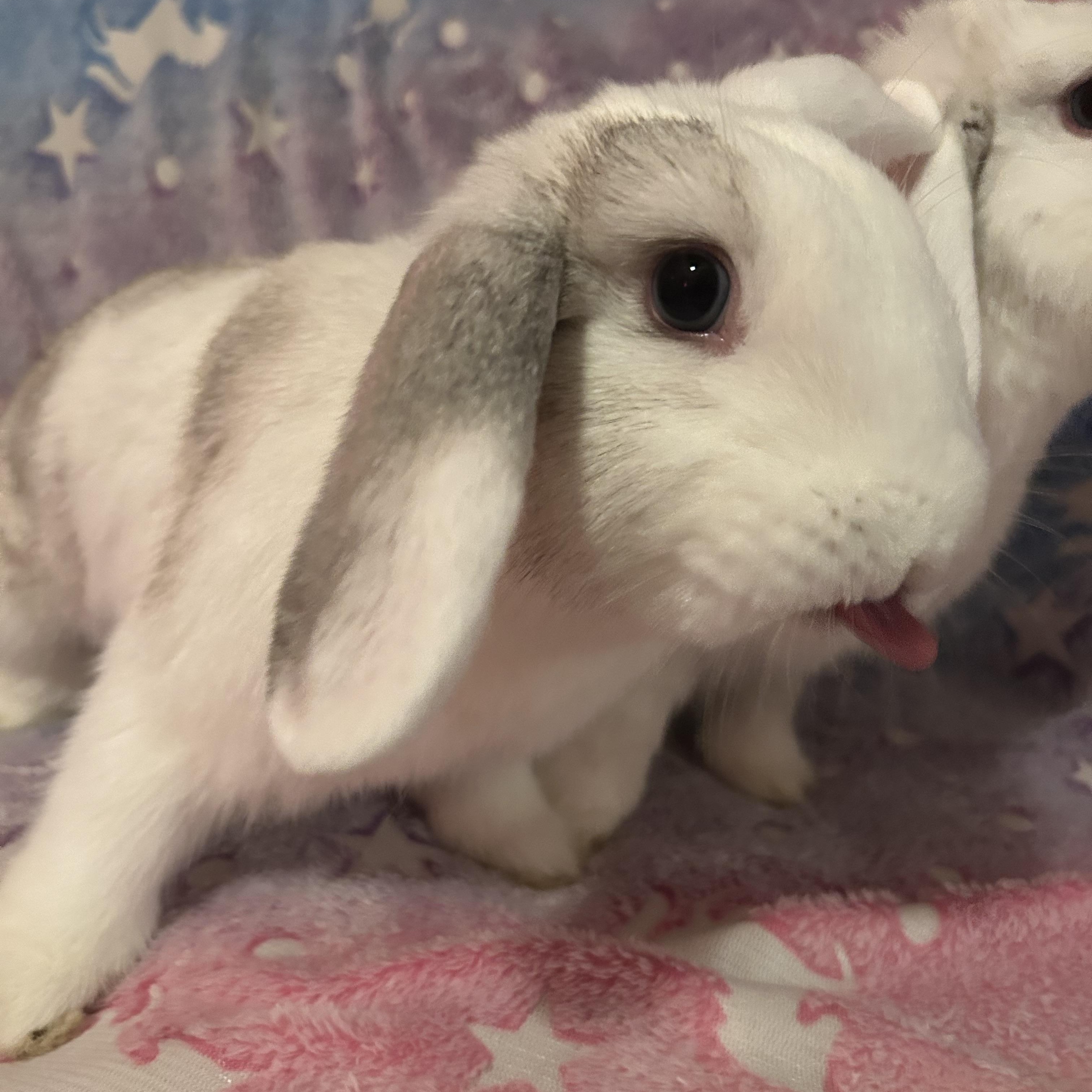 Enlarge Lefty & Righty , an adopted mixed breed in Midlothian, VA image 2/5