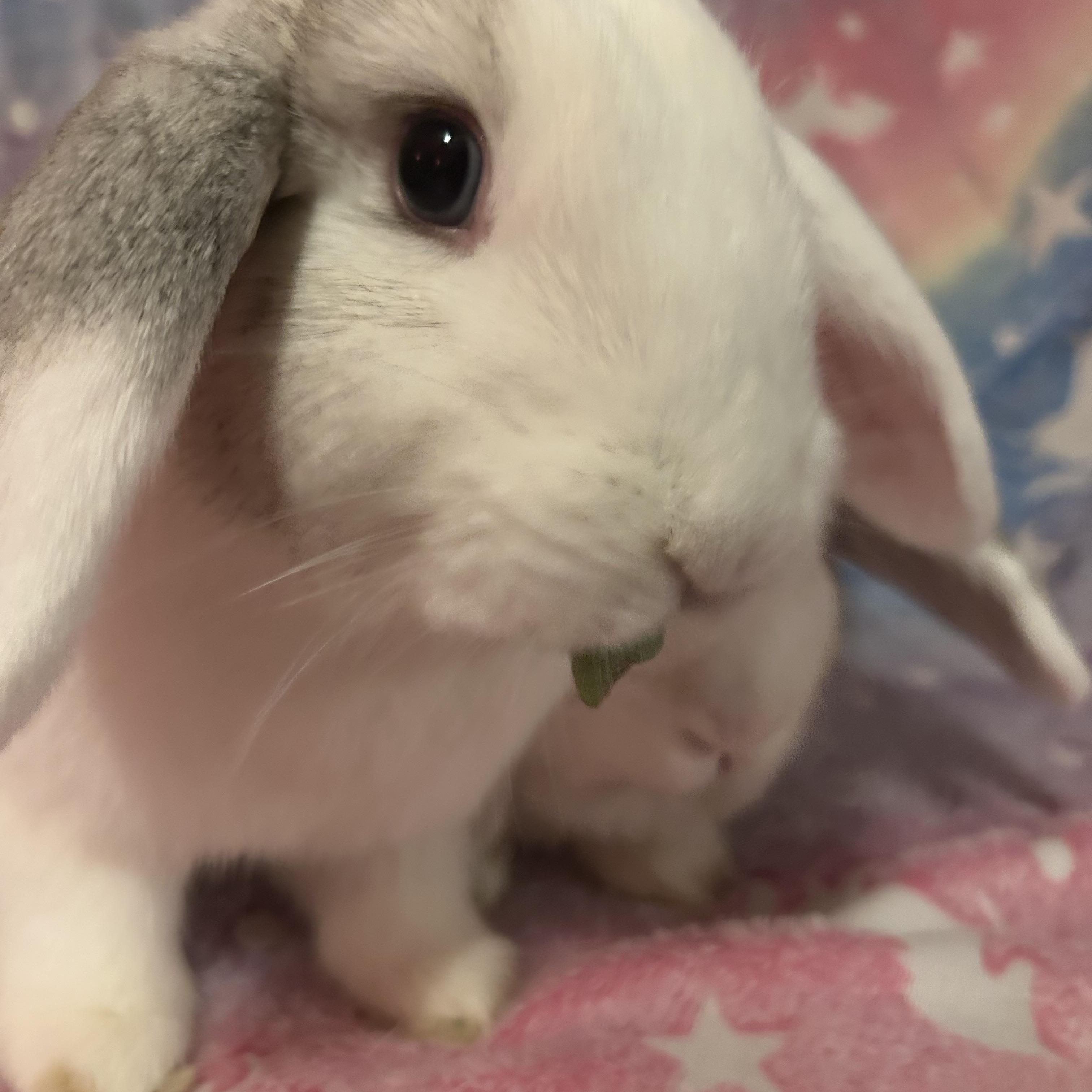 Lefty & Righty , ADOPTABLE, Young Female Mini Lop.