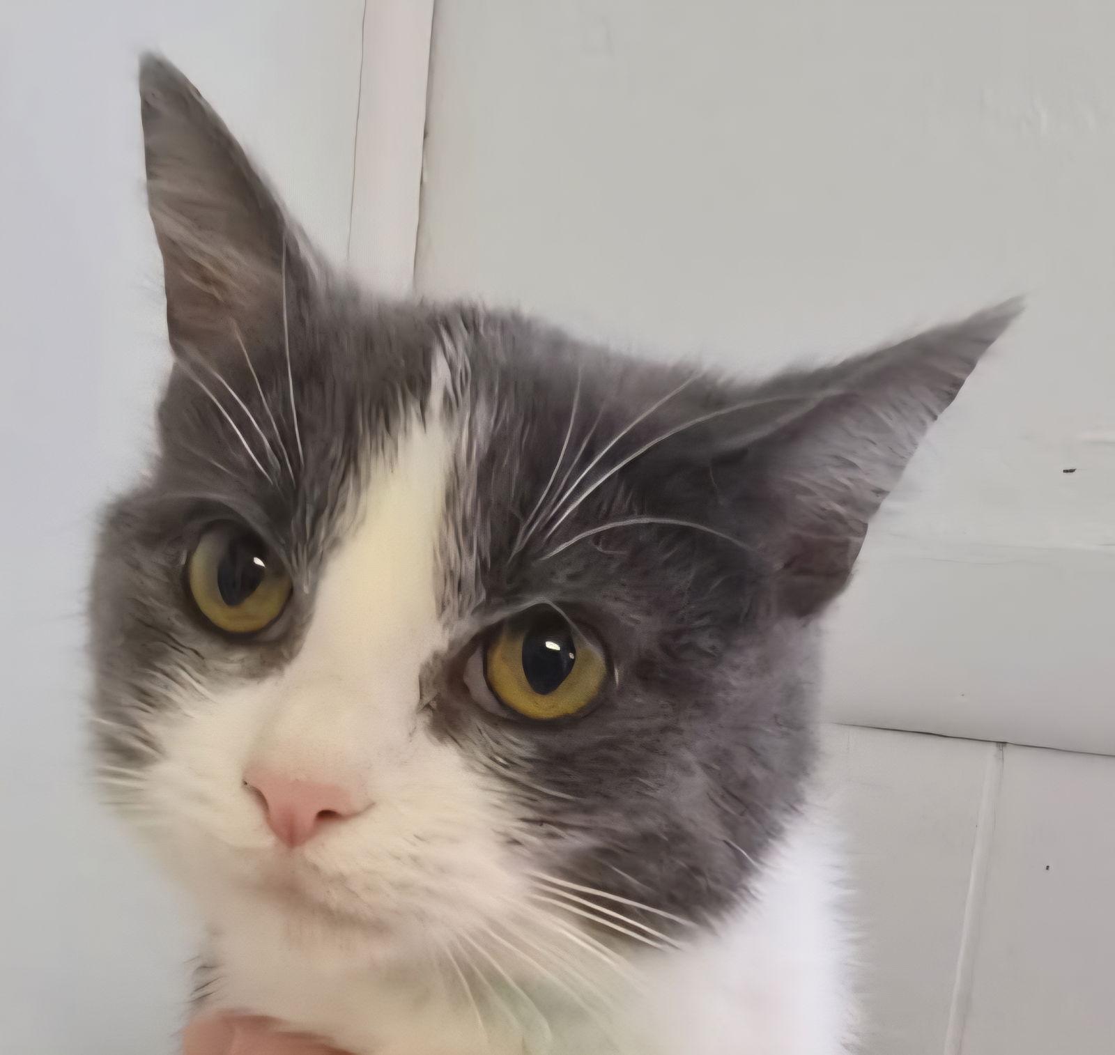 Enlarge Nebula, a Adopted Domestic Short Hair in Greenfield, IN image 1/1