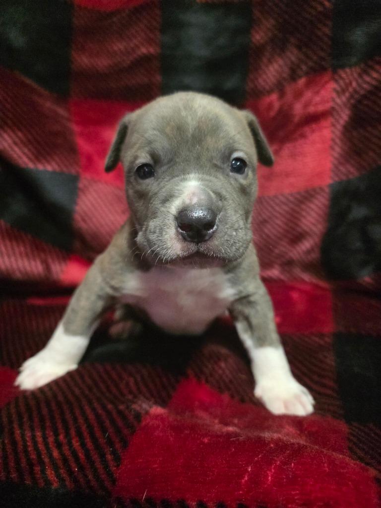 Santa Paws, Adoptable, Puppy Male Labrador Retriever & Mixed Breed.