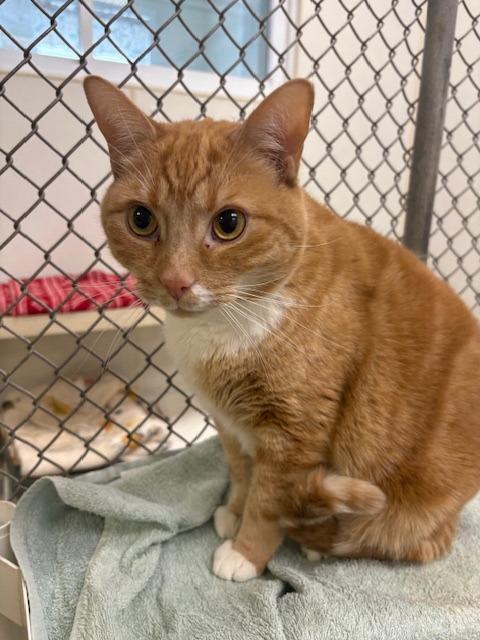 Enlarge Chester, a Adoptable mixed breed in Ogdensburg, NY image 1/1