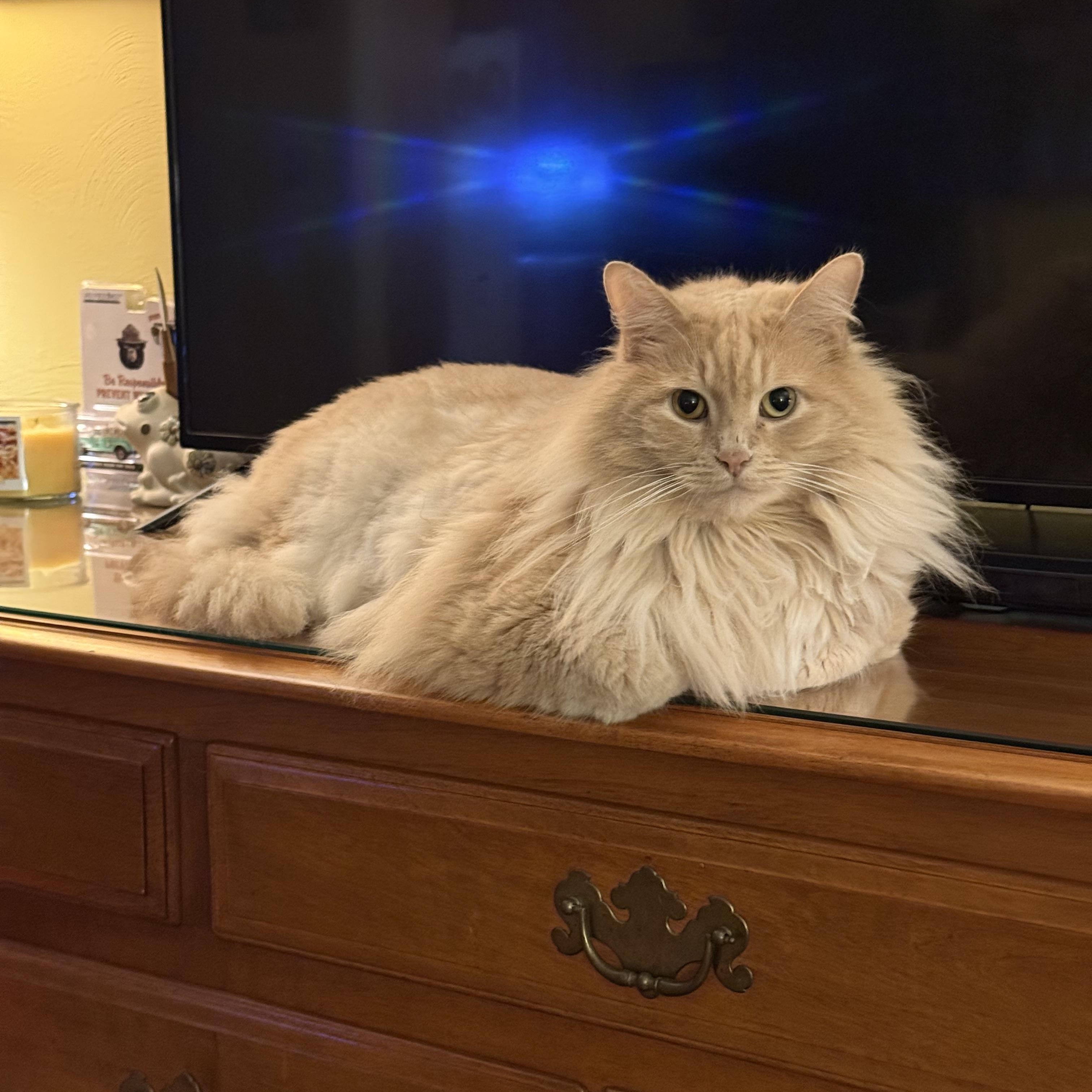Homer: video!!, Adoptable, Adult Male Domestic Long Hair.