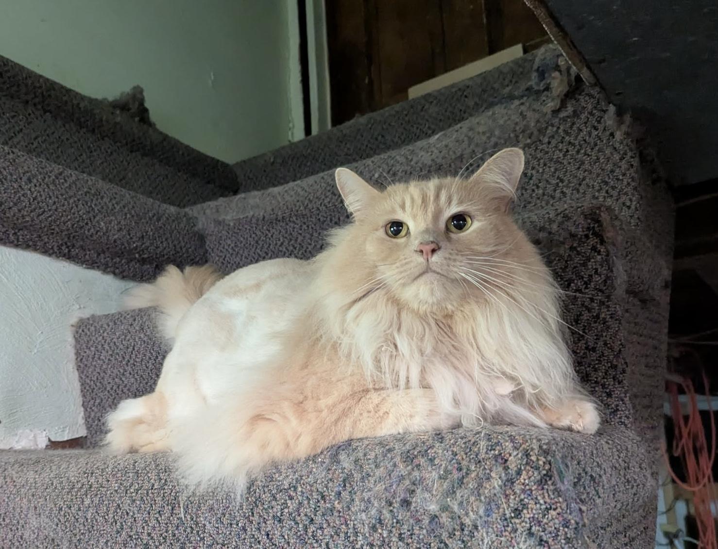 Enlarge Homer: video!!, a Adoptable Domestic Long Hair in Edinburg, PA image 4/6
