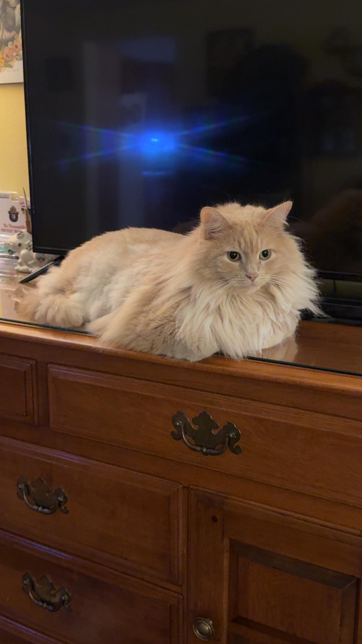 Enlarge Homer: video!!, a Adoptable Domestic Long Hair in Edinburg, PA image 5/6
