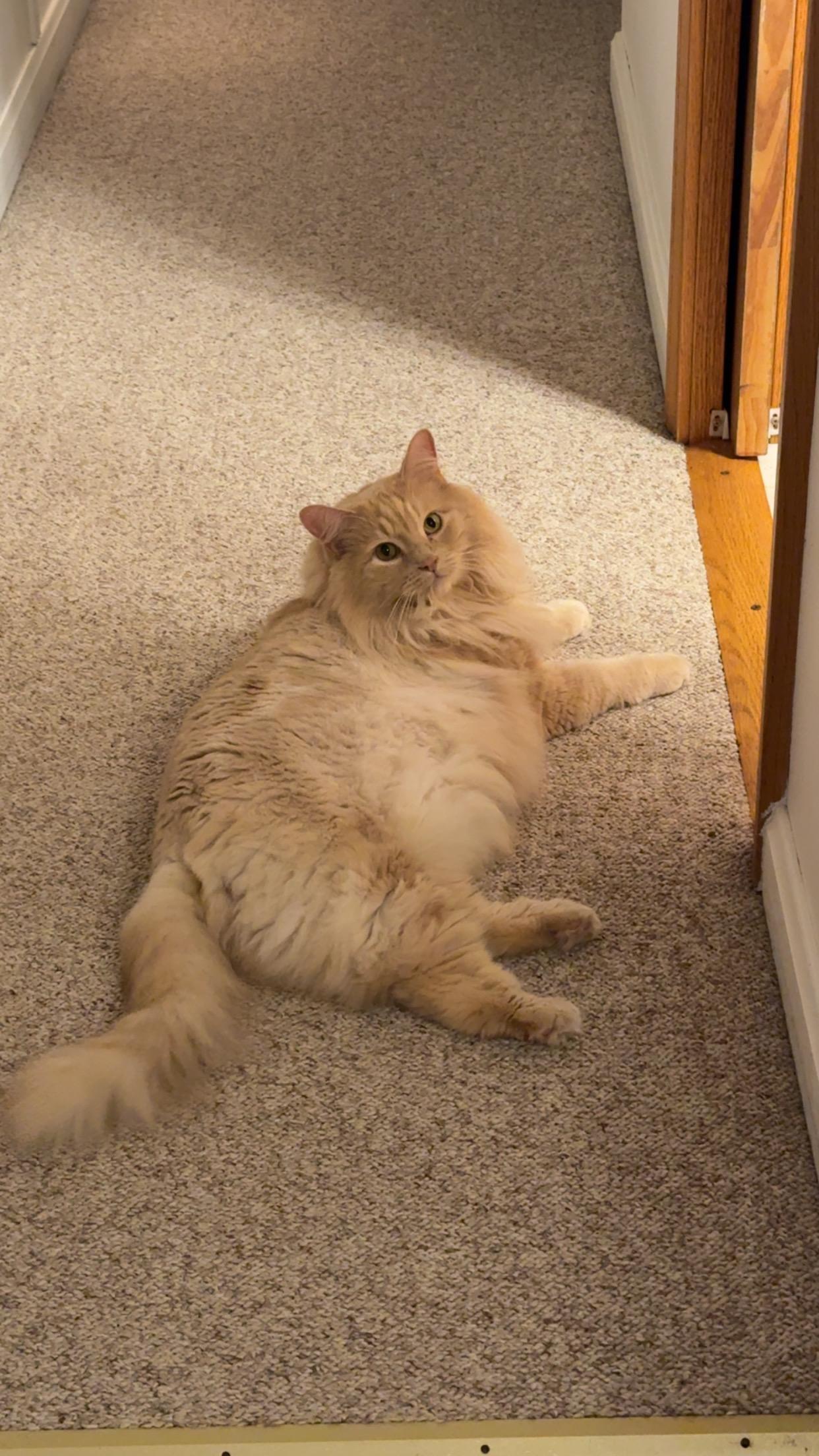 Enlarge Homer: video!!, a Adoptable Domestic Long Hair in Edinburg, PA image 3/6