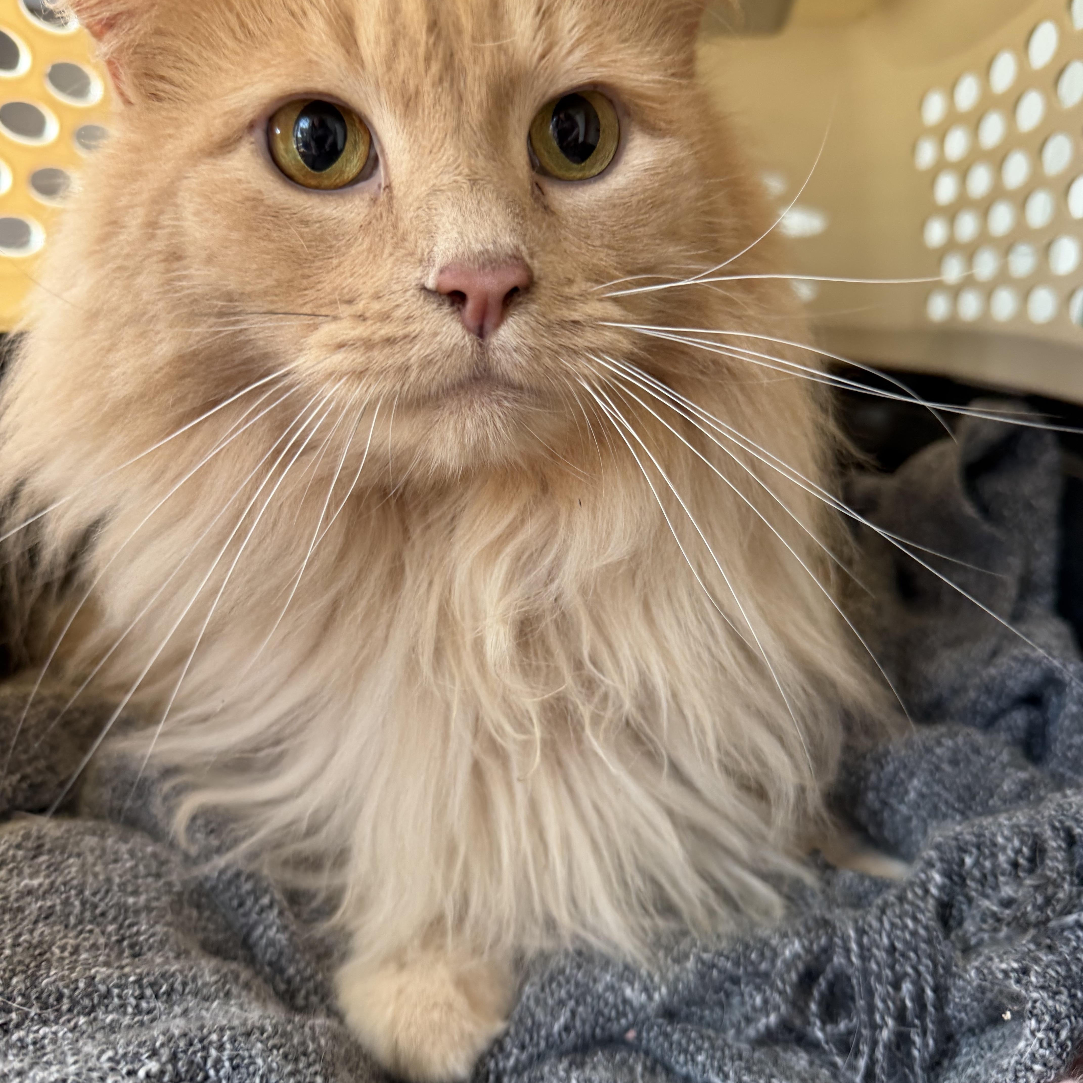 Enlarge Homer: video!!, a Adoptable Domestic Long Hair in Edinburg, PA image 2/6