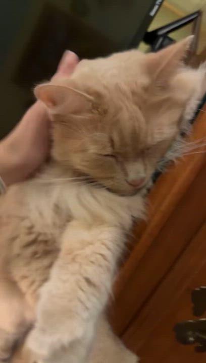 Enlarge Homer: video!!, a Adoptable Domestic Long Hair in Edinburg, PA video 6/6