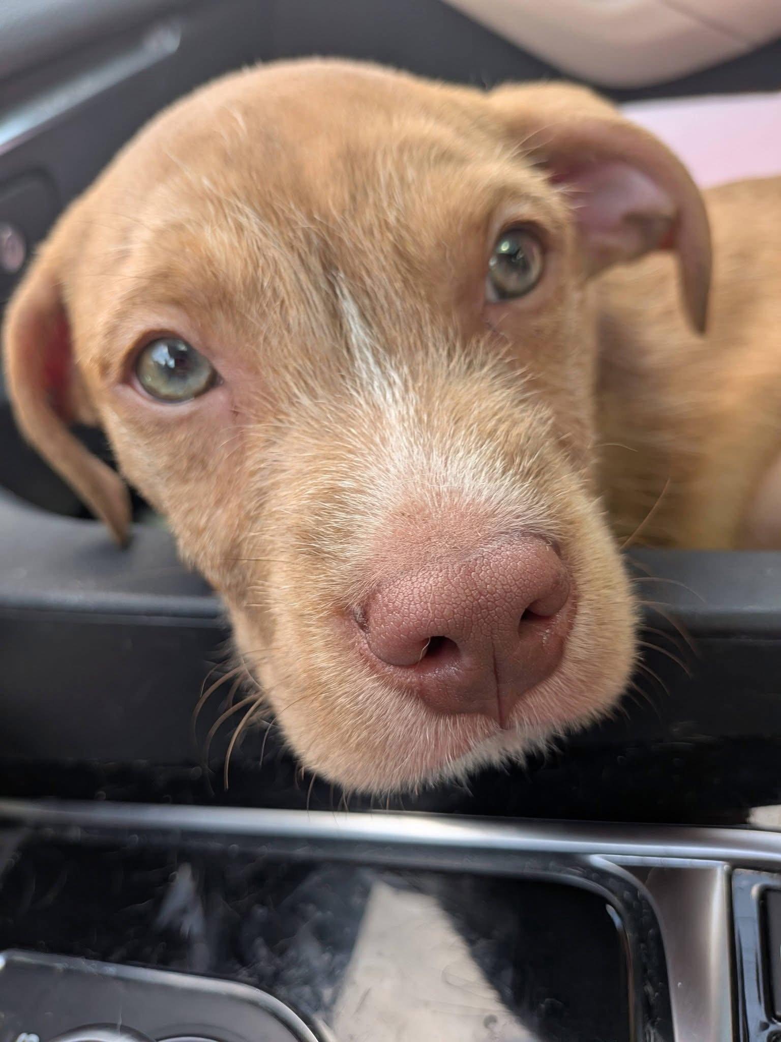 Enlarge Dusty, a Adoptable Mixed Breed in Cincinnati, OH image 1/3