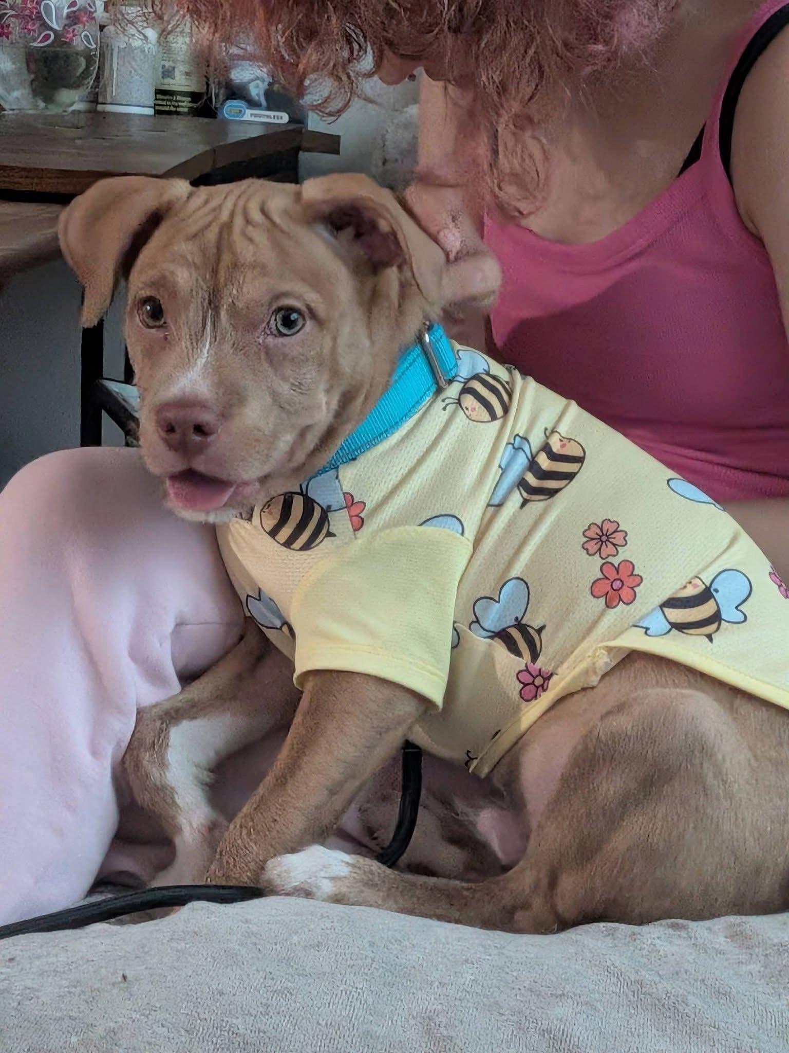 Enlarge Dusty, a Adoptable Mixed Breed in Cincinnati, OH image 2/3