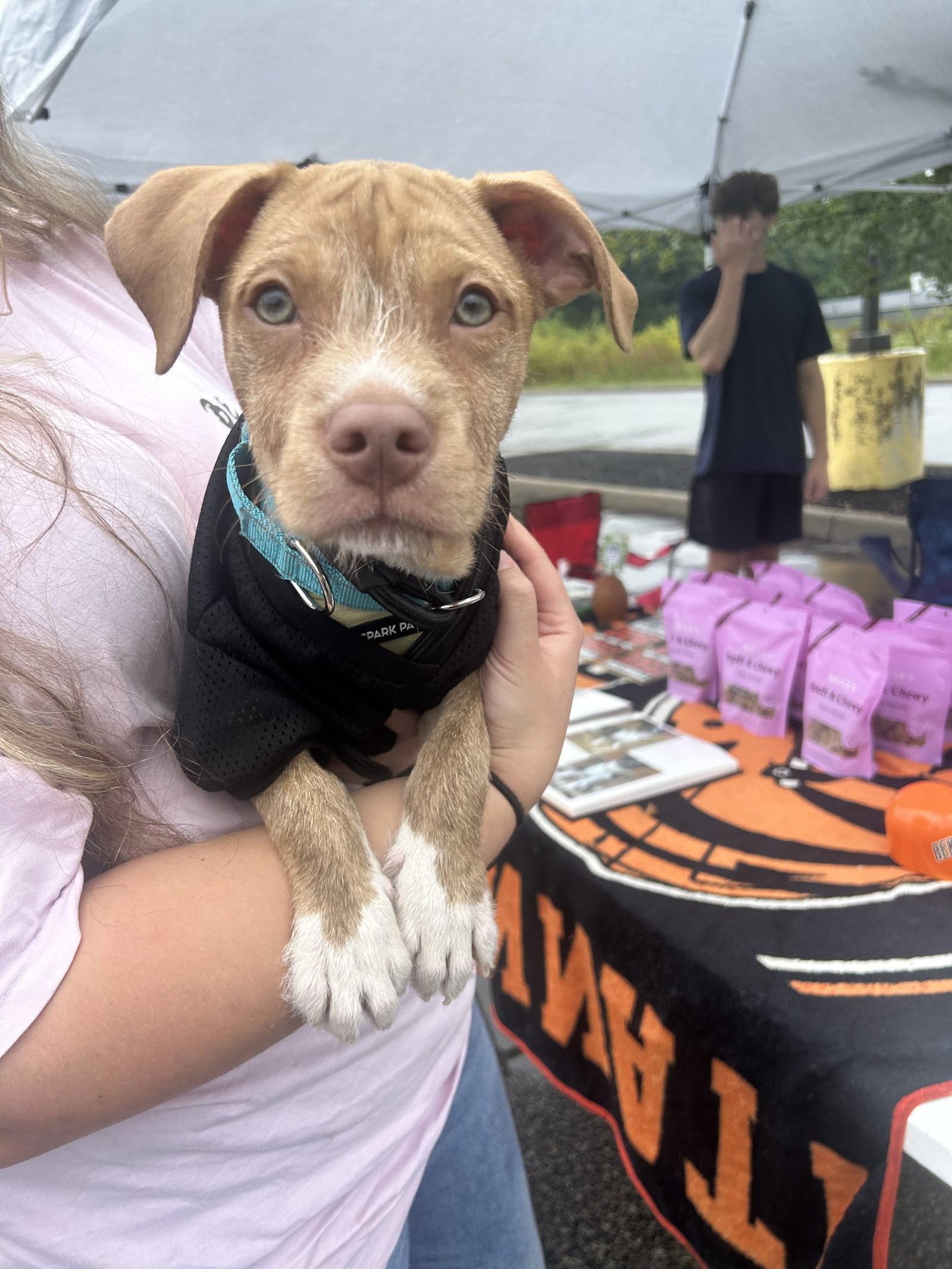 Enlarge Dusty, a Adoptable Mixed Breed in Cincinnati, OH image 3/3