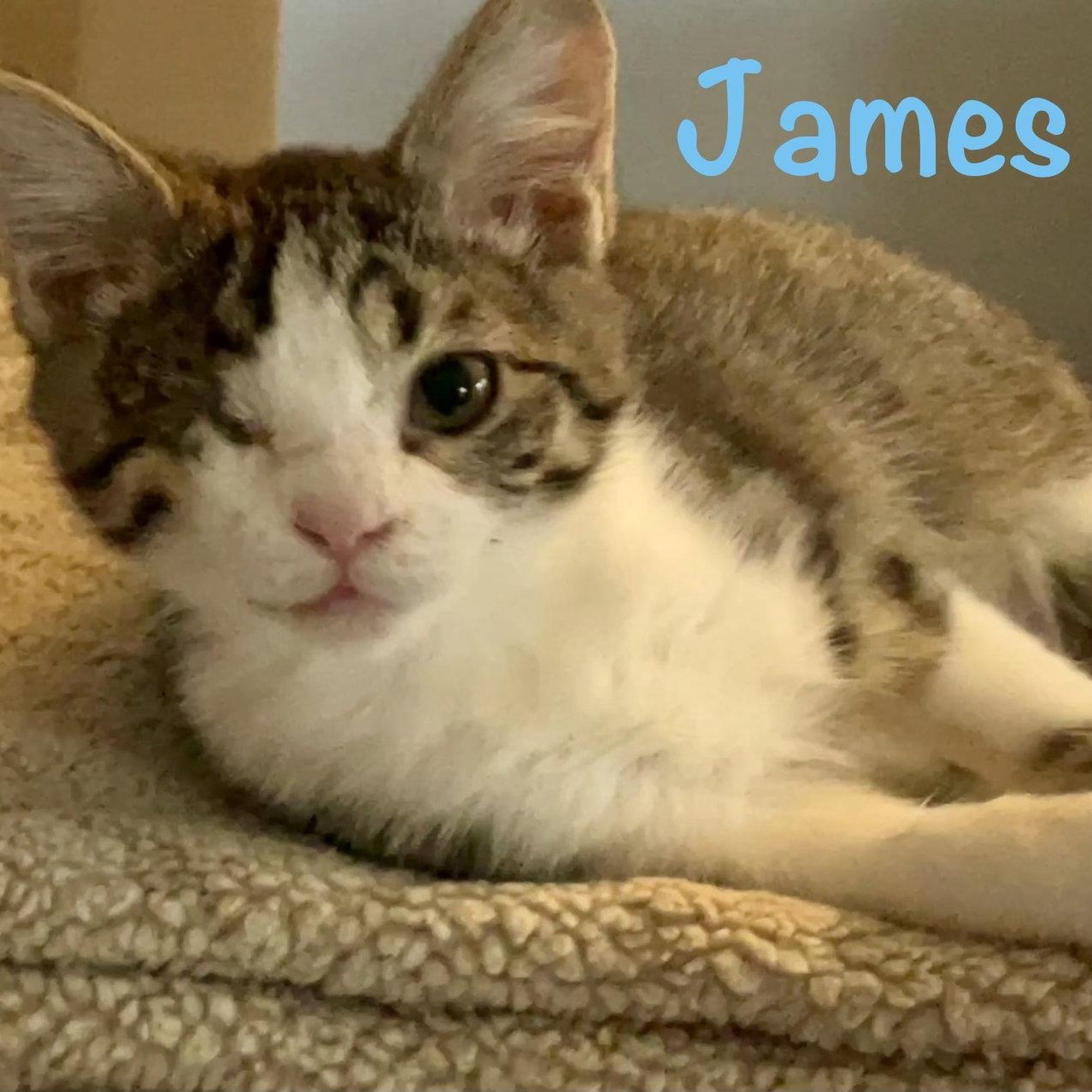 Enlarge James, a Adopted Domestic Short Hair in Reston, VA image 3/3