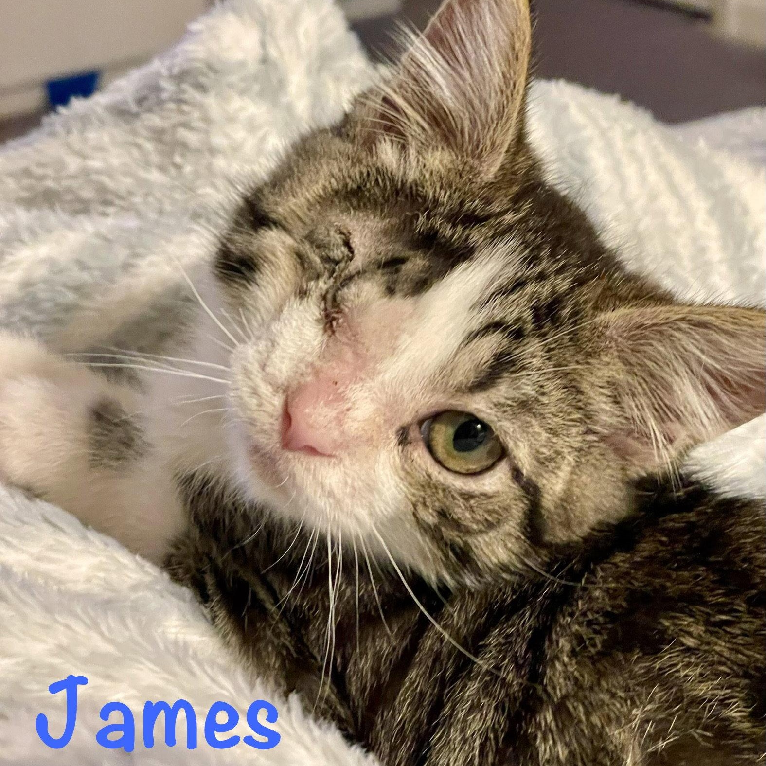 Enlarge James, a Adopted Domestic Short Hair in Reston, VA image 1/3
