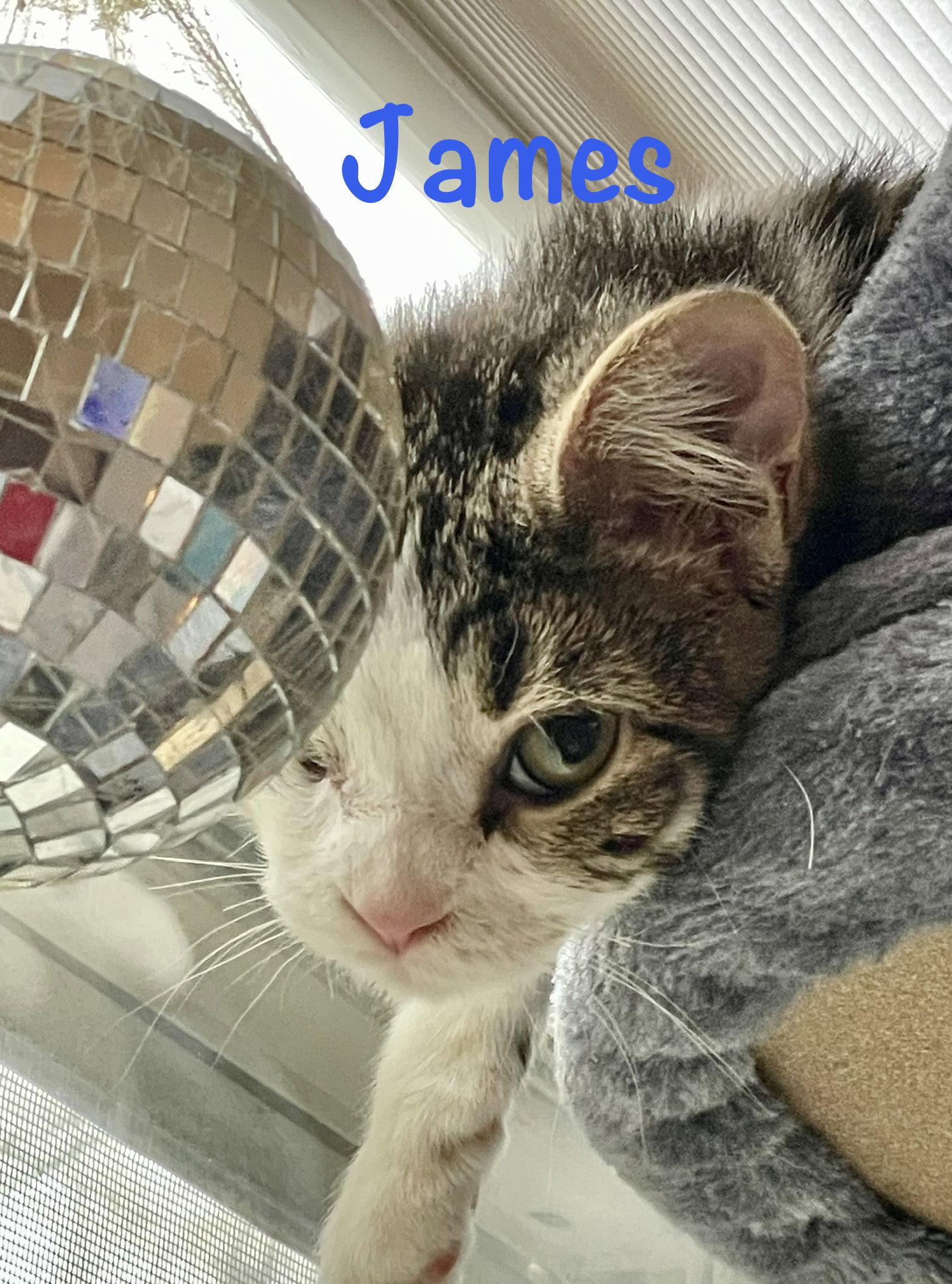 Enlarge James, a Adopted Domestic Short Hair in Reston, VA image 2/3