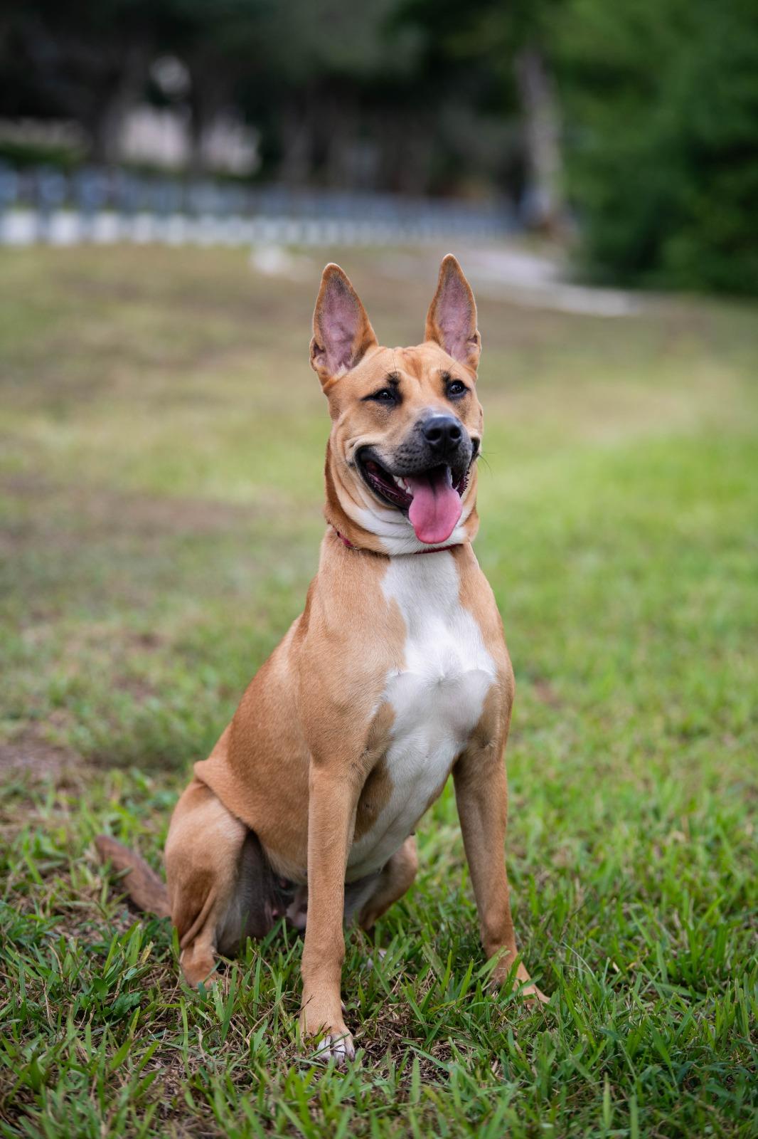 Enlarge Fox, a Adoptable Mixed Breed in Tampa, FL image 4/4