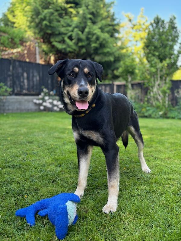 Kobi, Adult Male Golden Retriever