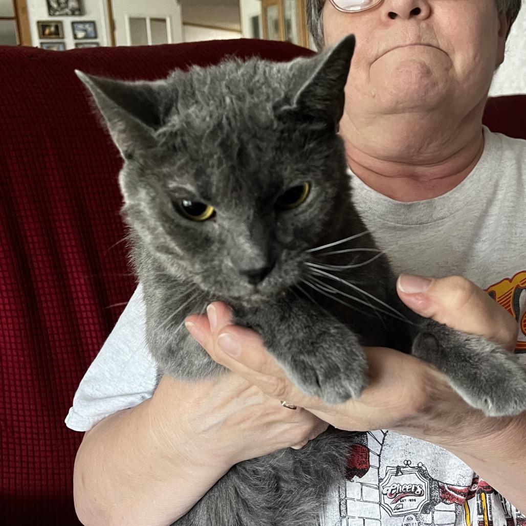 Dorian, Adoptable, Senior Male Domestic Short Hair.