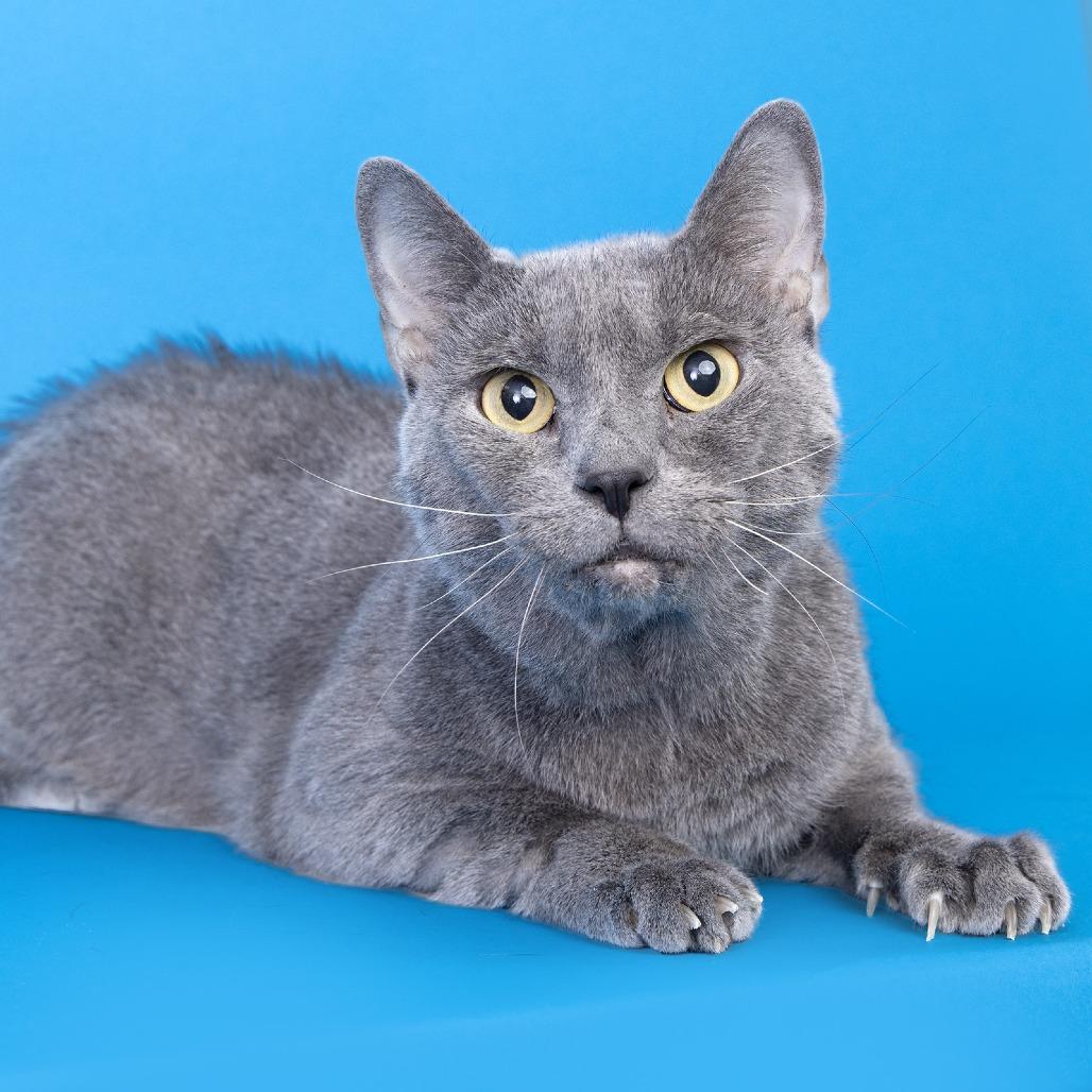 Enlarge Dorian, a Adoptable Domestic Short Hair in Franklin, TN image 2/2