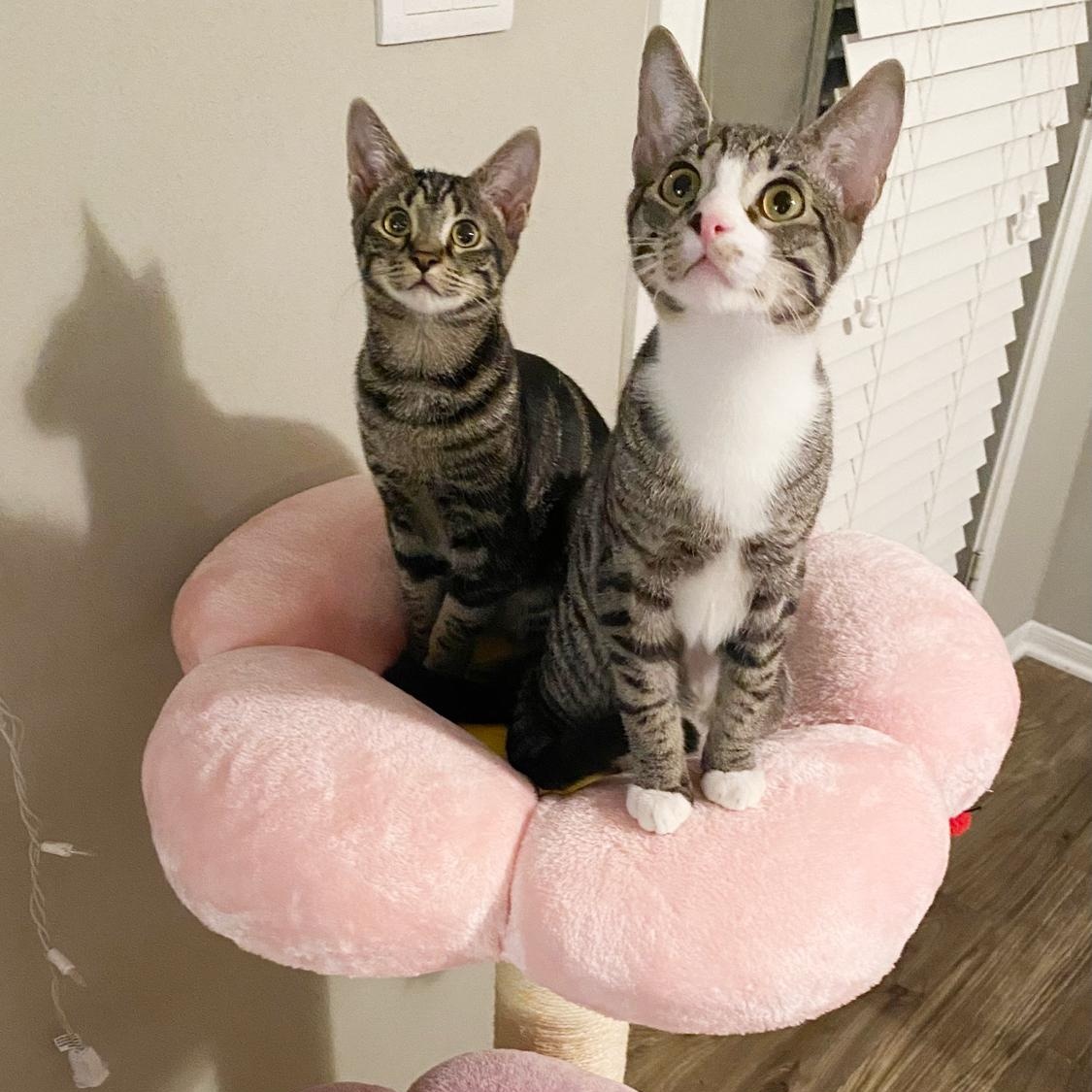 Kiki & Oliver, Adult Male unknown