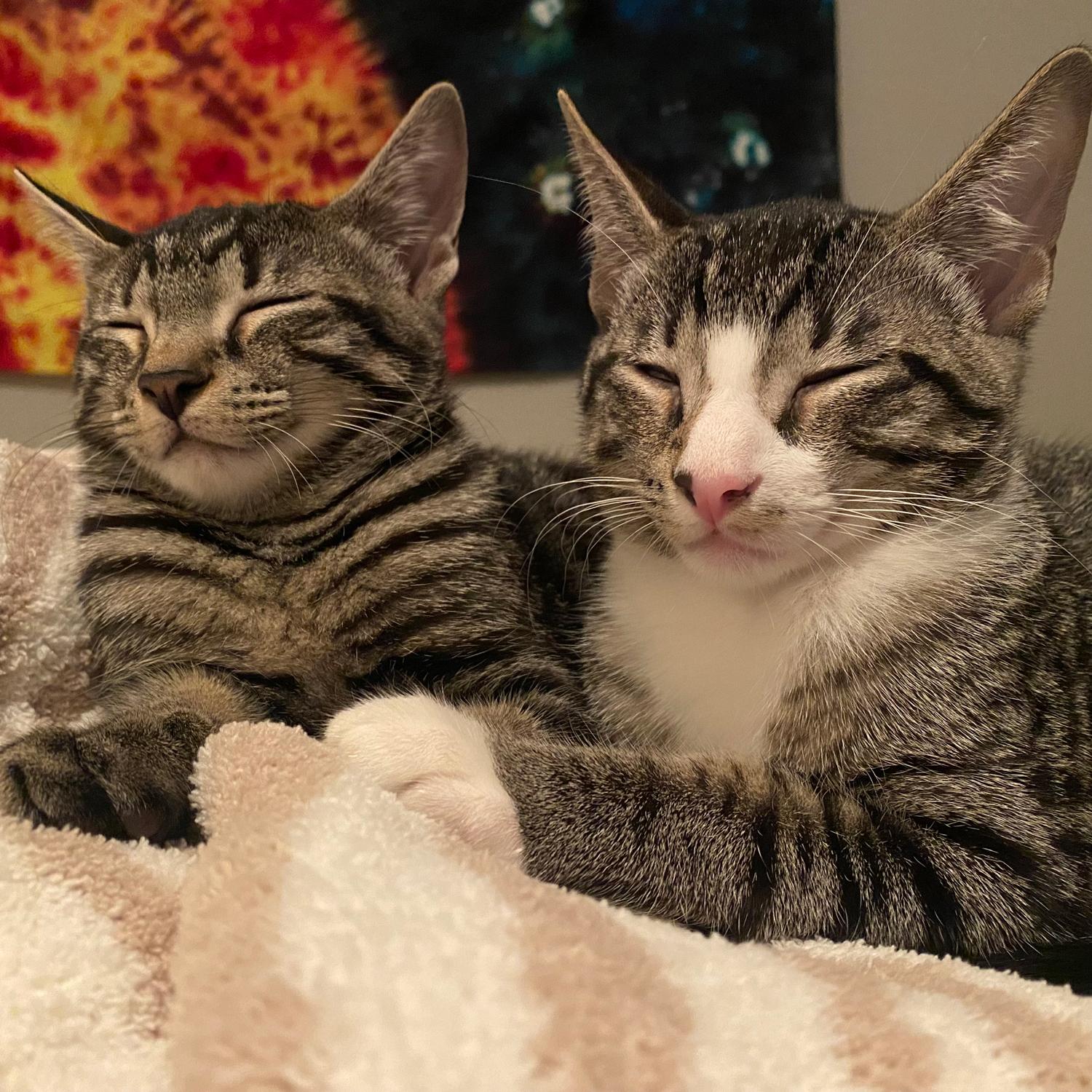 Kiki & Oliver photo 2