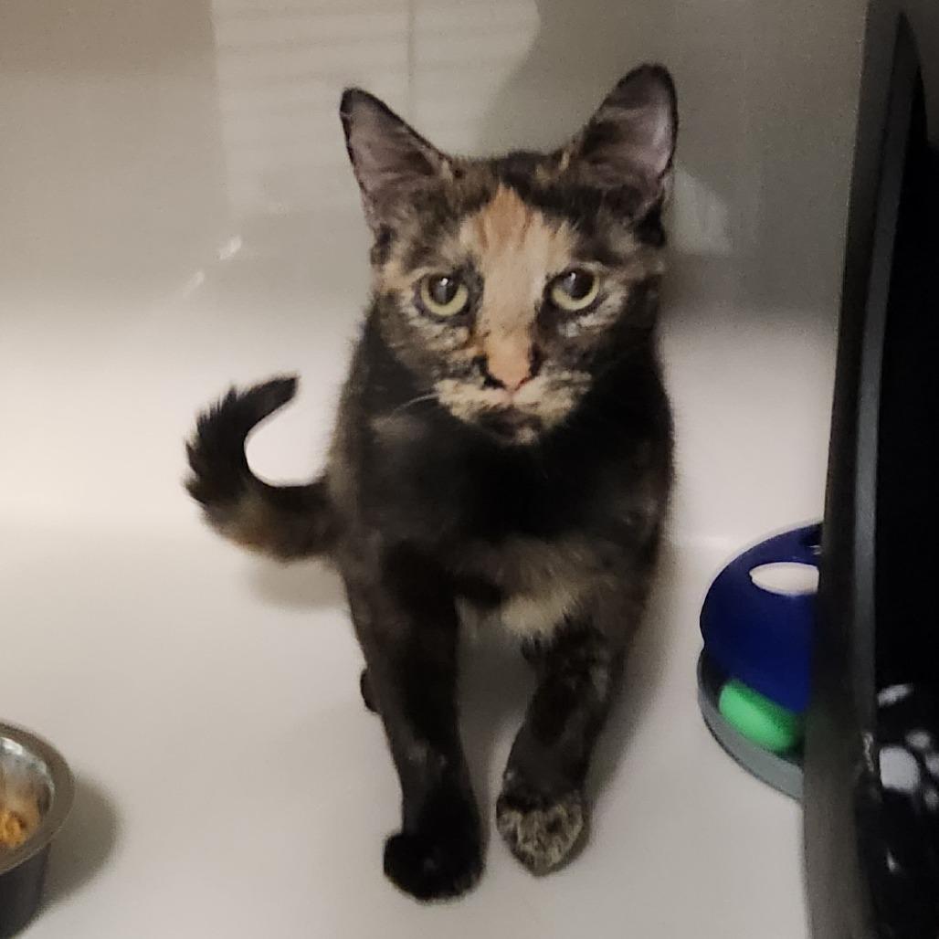 Turtle (mom), Adoptable, Adult Female Domestic Short Hair.