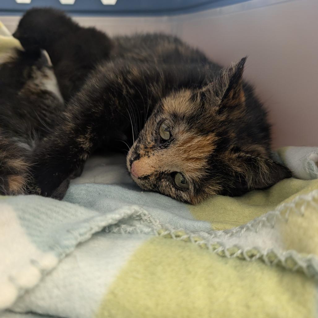 Enlarge Turtle (mom), a Adoptable Domestic Short Hair in Watertown, NY image 2/2