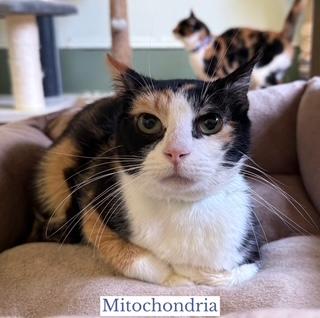 Mitochondria, adopted, Adult Female Domestic Short Hair.