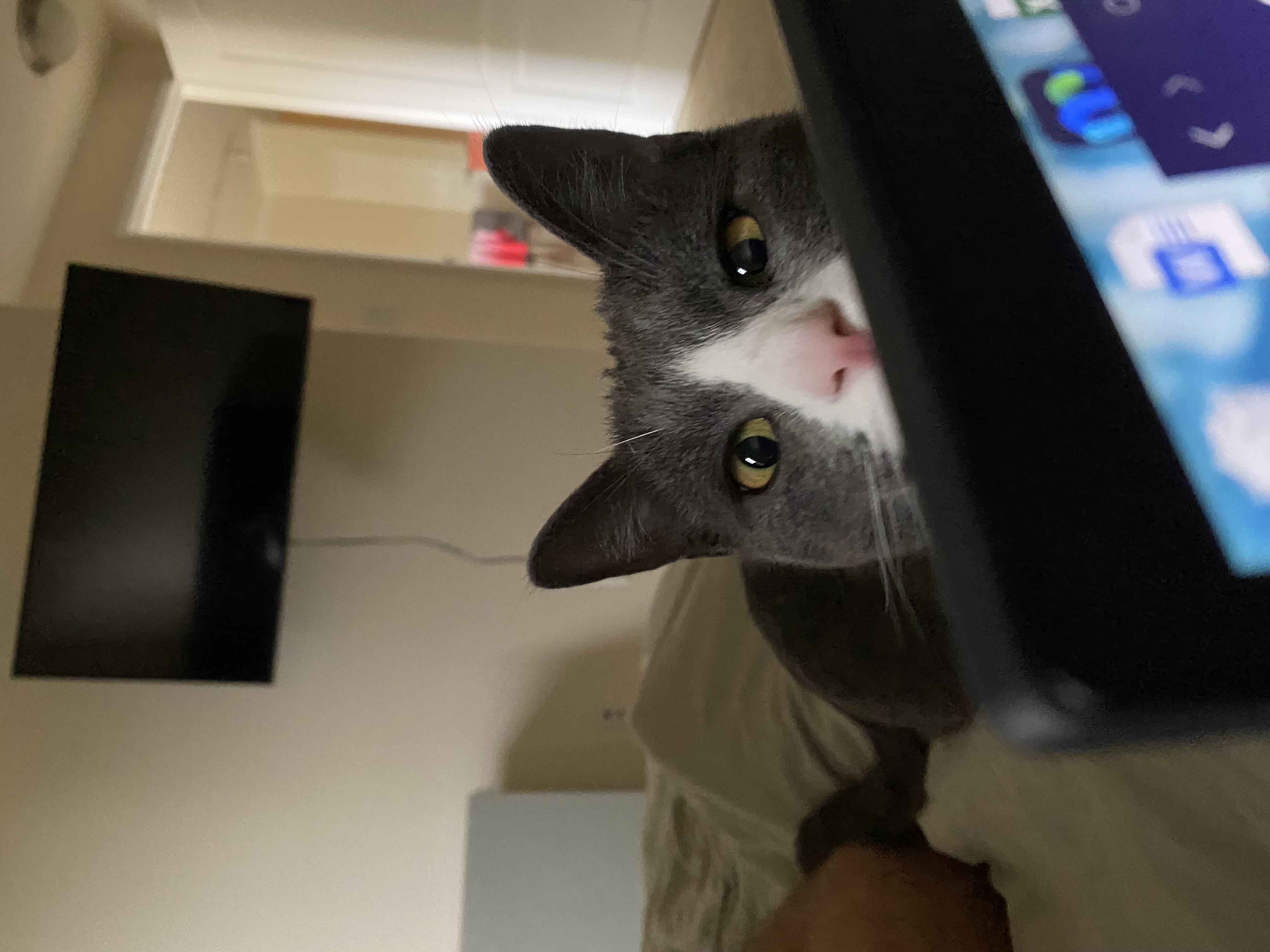 Draco, Adoptable, Adult Male Domestic Short Hair.