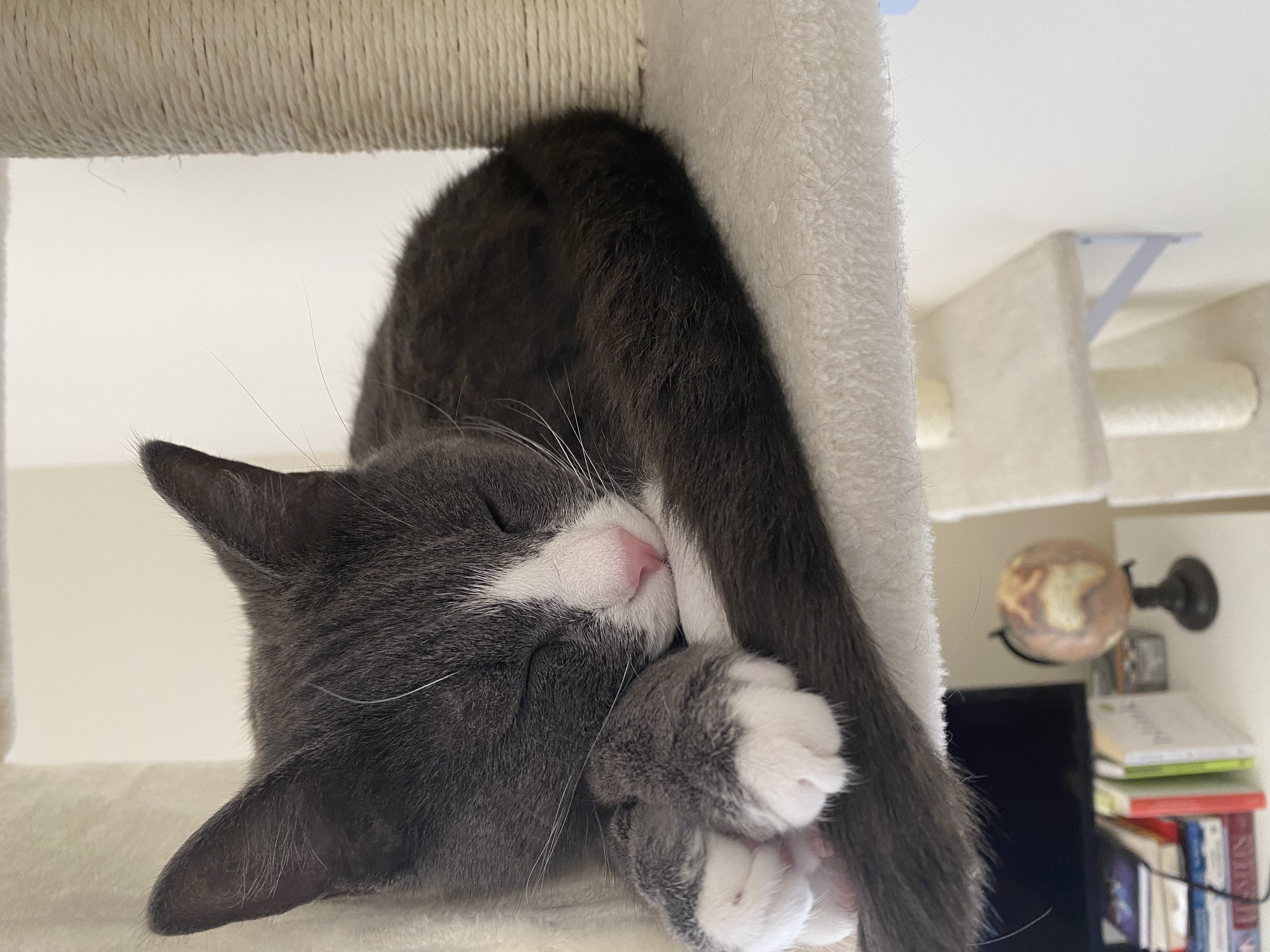 Enlarge Draco, a Adoptable Domestic Short Hair in Los Angeles, CA image 5/5