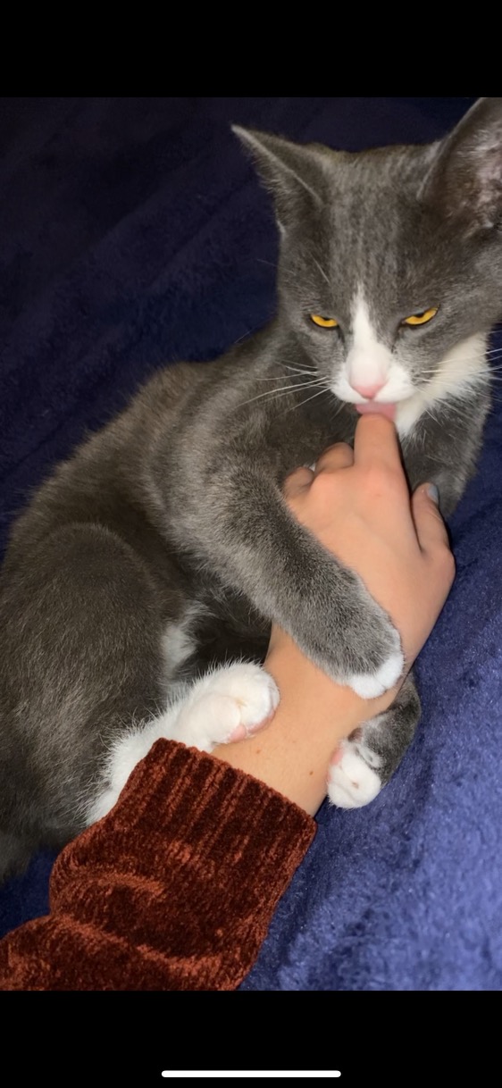 Enlarge Draco, a Adoptable Domestic Short Hair in Los Angeles, CA image 2/5