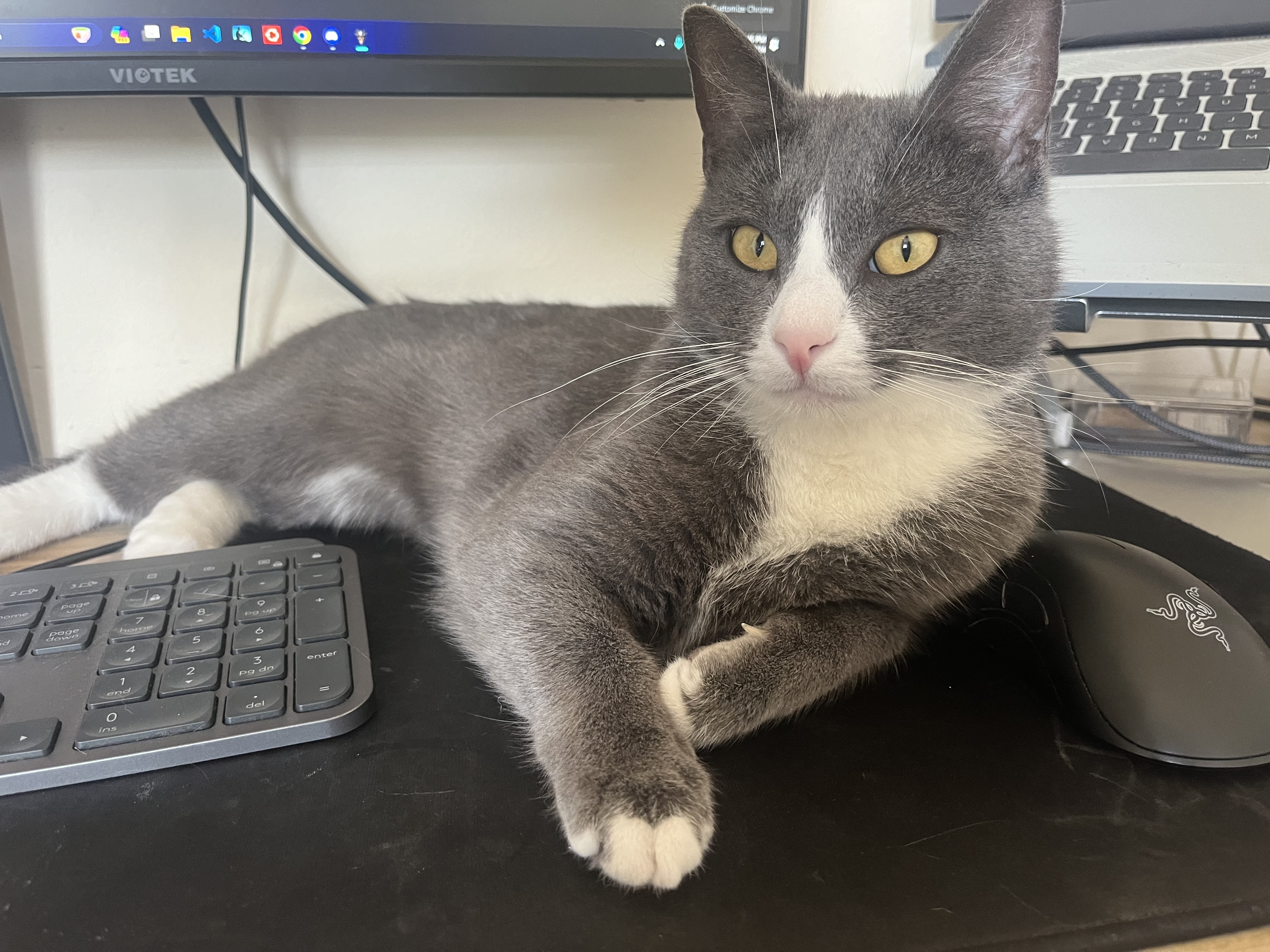 Enlarge Draco, a Adoptable Domestic Short Hair in Los Angeles, CA image 3/5