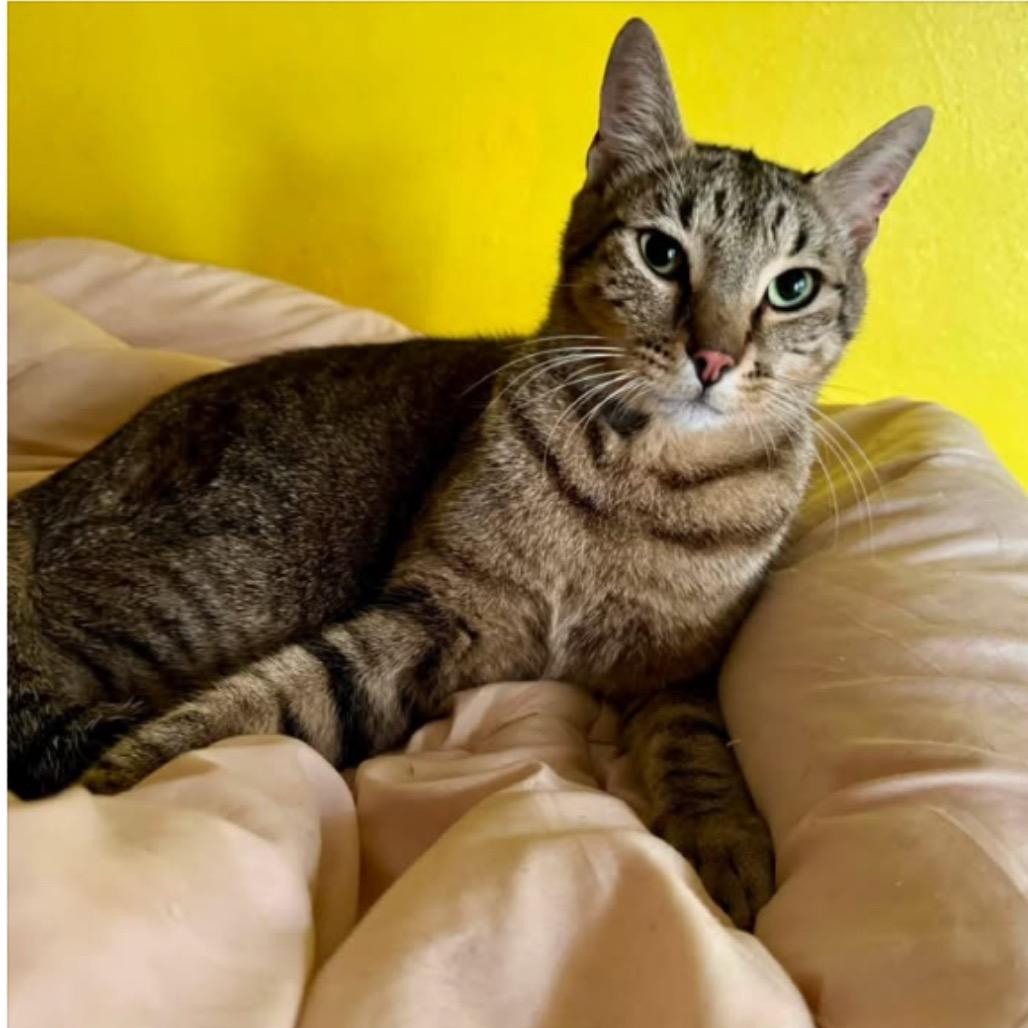 Gadzooks, Adoptable, Adult Male Domestic Short Hair.