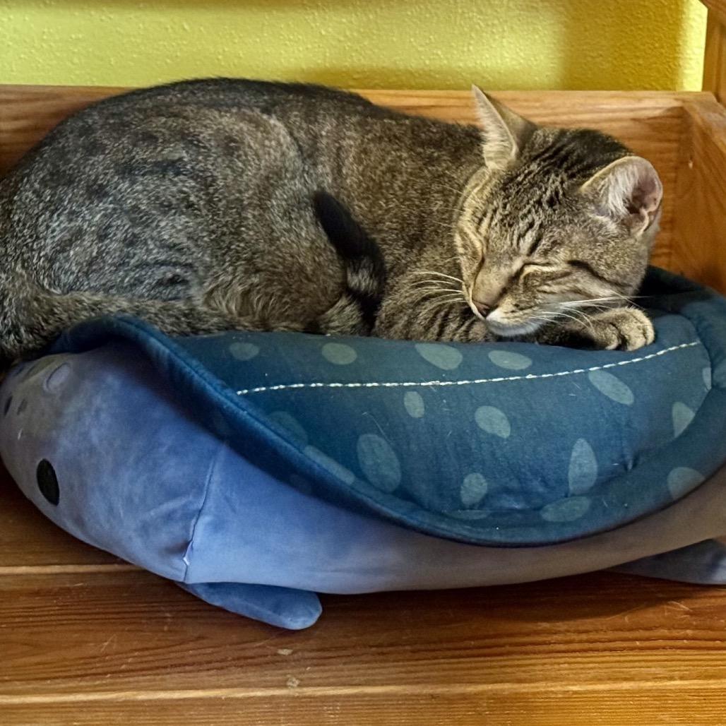 Gadzooks, a Adoptable Domestic Short Hair in Baker City, OR image 2/2